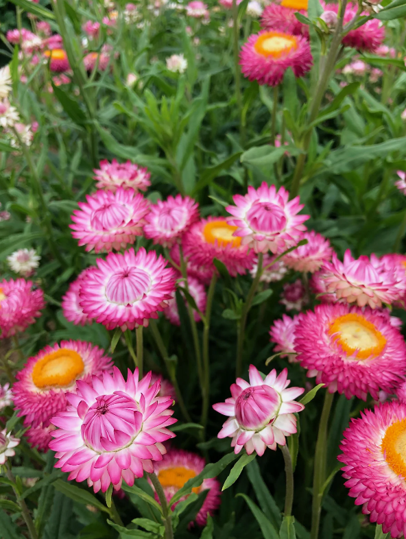 Strawflower Bright Rose.png