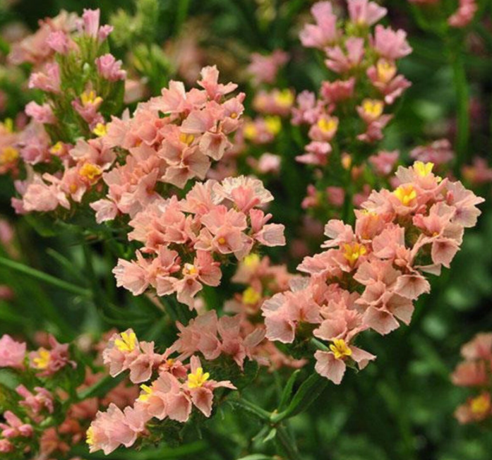 Statice Peach - 12 available