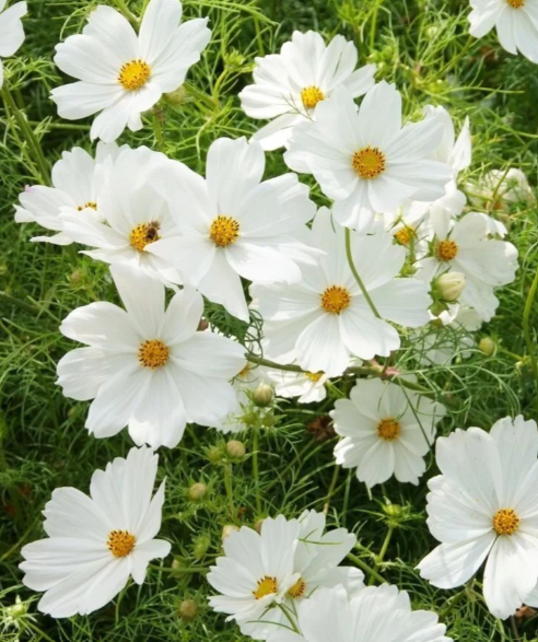 Cosmo Afternoon White - 8 available