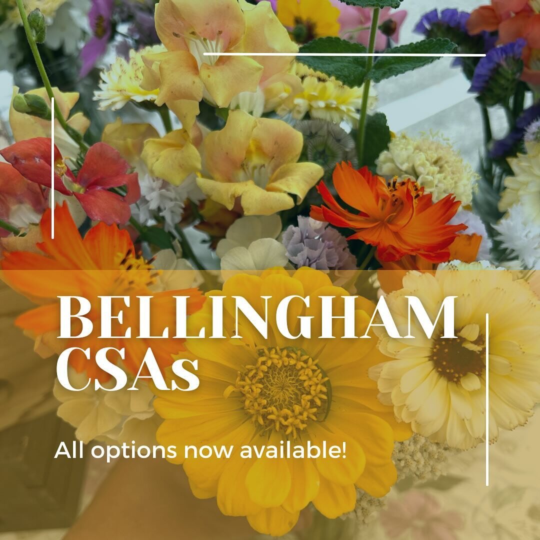 Bellingham! I have a few CSA spots left for the upcoming season with plenty of options for everyone! Get fresh cut flowers straight from the BB field to your home this Summer, Fall, or through the entire season. Check out all of the information at th