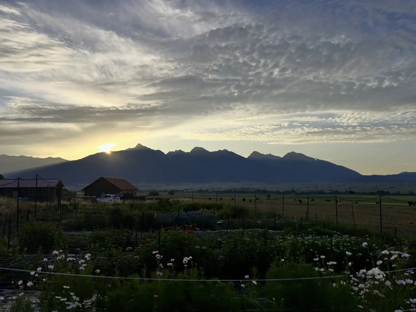 These frosty mornings have me daydreaming of mornings like this again 😍 warm, quiet sunrises spent out in the field harvesting for CSAs, markets, and weddings. Getting to share my flowers with so many. I can&rsquo;t wait! ☀️🌼🌱