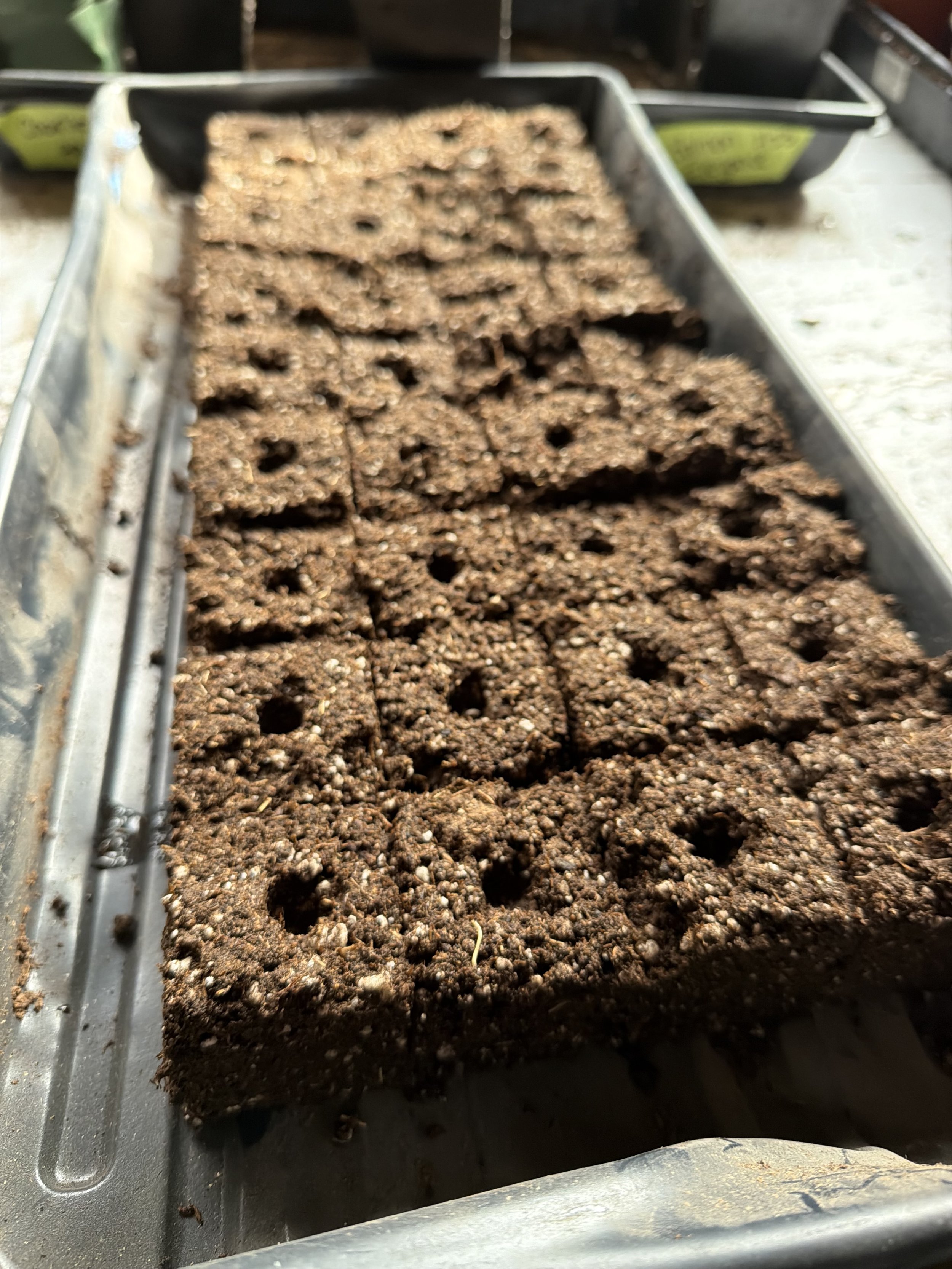 Starting Seeds and Setting Goals