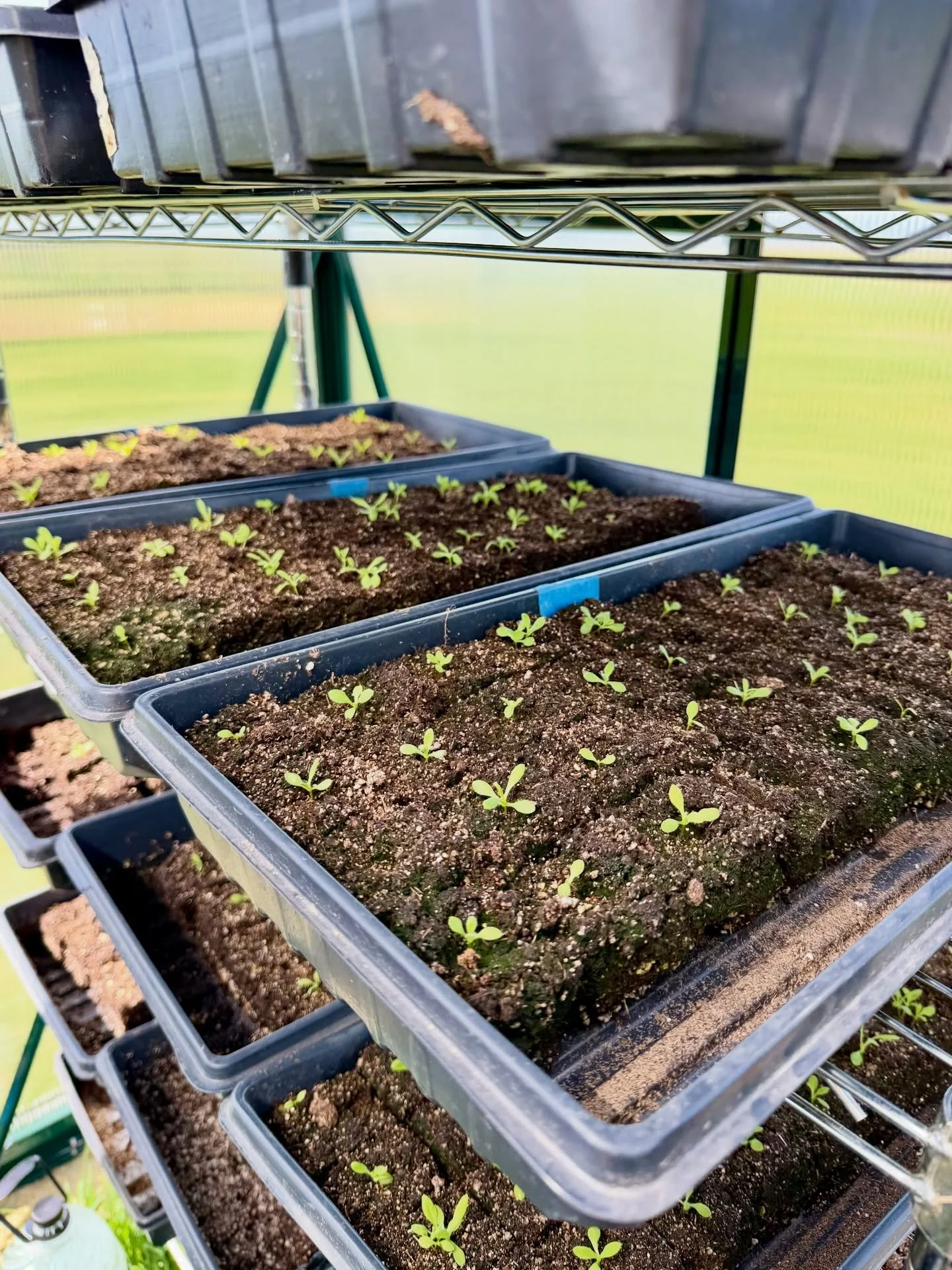 Spring is definitely doing her thing on the farm! So much germinating in the greenhouse right now 🤗🌱🌷