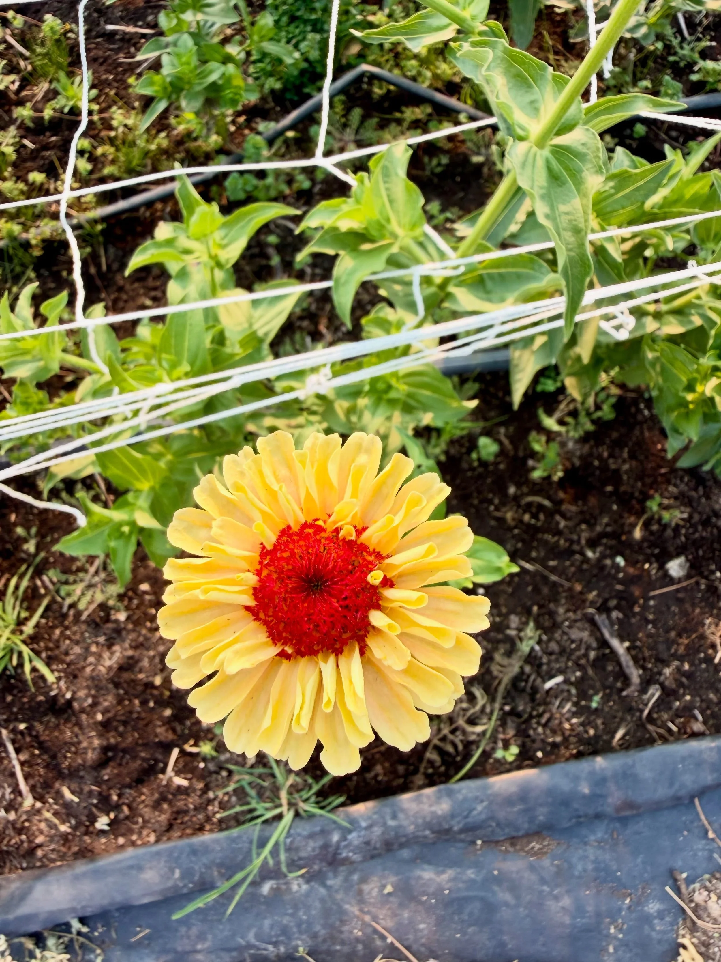 A moment for the zinnias because they&rsquo;re the star of the show right now 😍

1: Queeny Lemon Peach
2: cut and come again mix
3: Oklahoma pink
4:Zowie! Yellow flame 
5: Queeny lime Orange
6: Queeny red lime
7: Oklahoma salmon

Which ones your fav