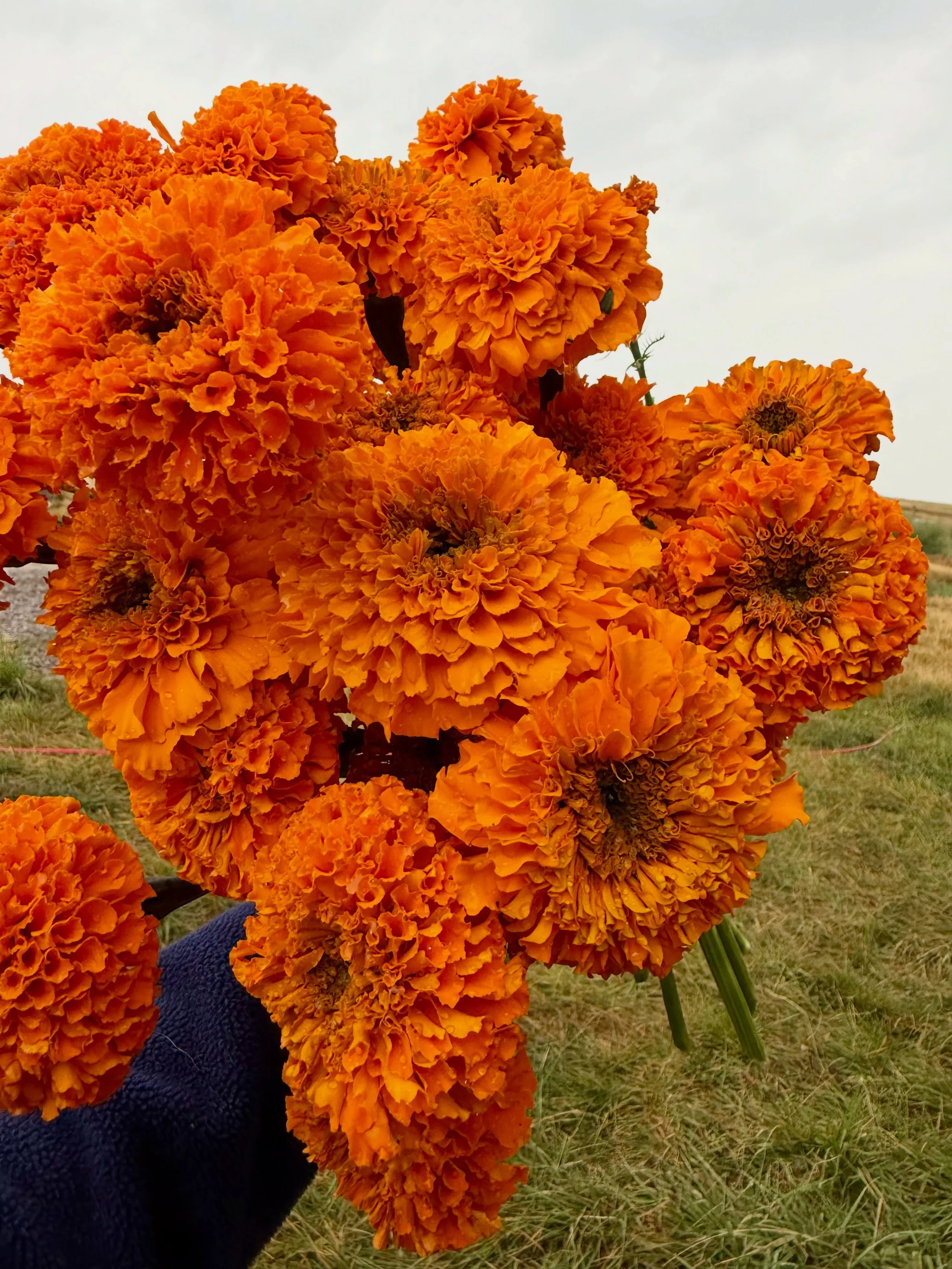 It&rsquo;s definitely marigold season!! Big, bright, and blooming 😍 and they smell so good! Stop by the @missoulafarmersmarket tomorrow 8/15 and grab some of these beauties! 🧡