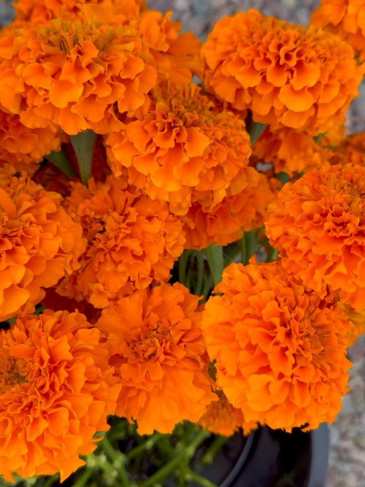 Harvesting for my last market with fresh flowers! I&rsquo;ll be shifting gears to dried flower goodies as we move into October 🌻

Find me at the @missoulafarmersmarket tomorrow, Sept 26, from 8-12:30. Enjoy these gorgeous fall colors with me 😍😍😍