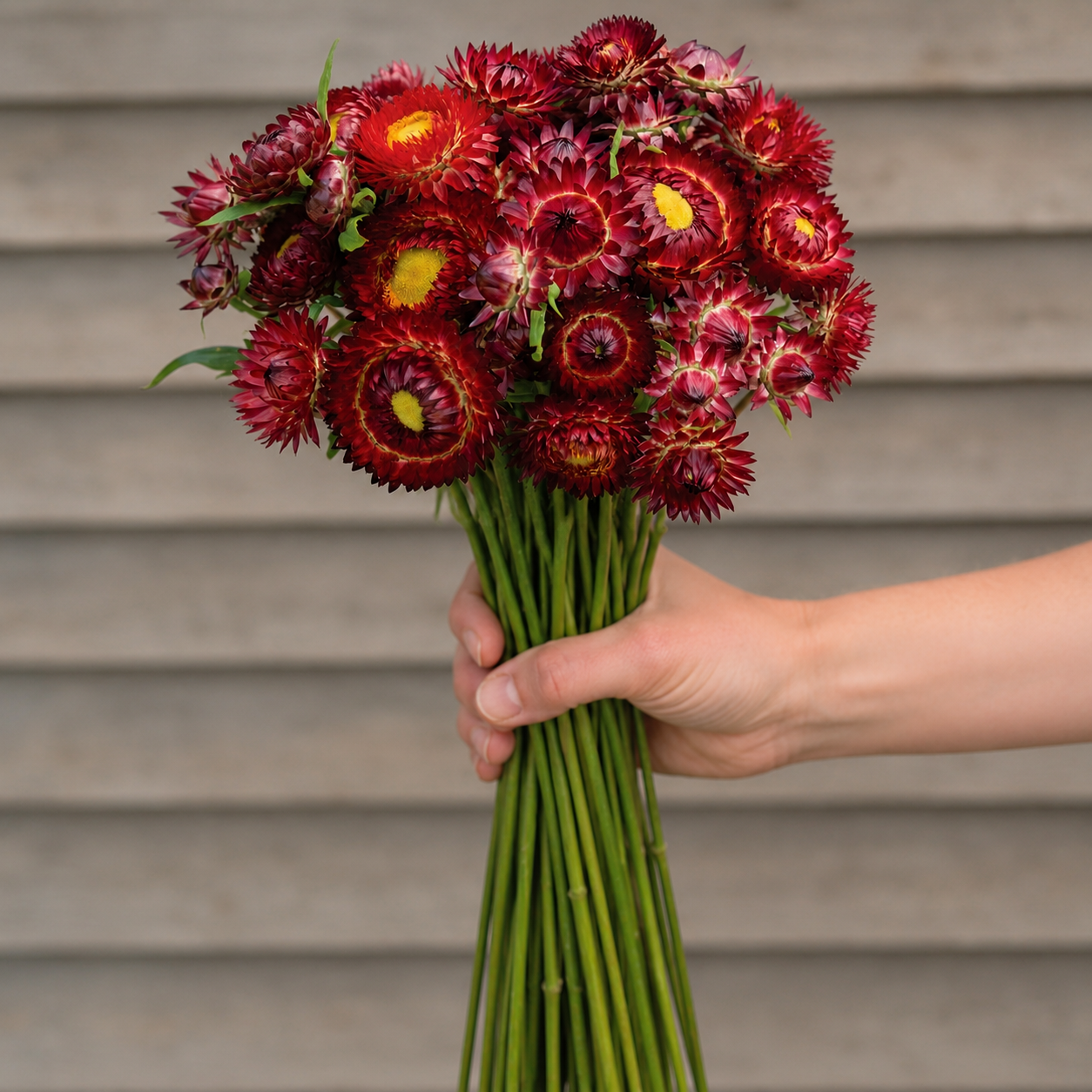 Strawflower King Size Red - 6 available