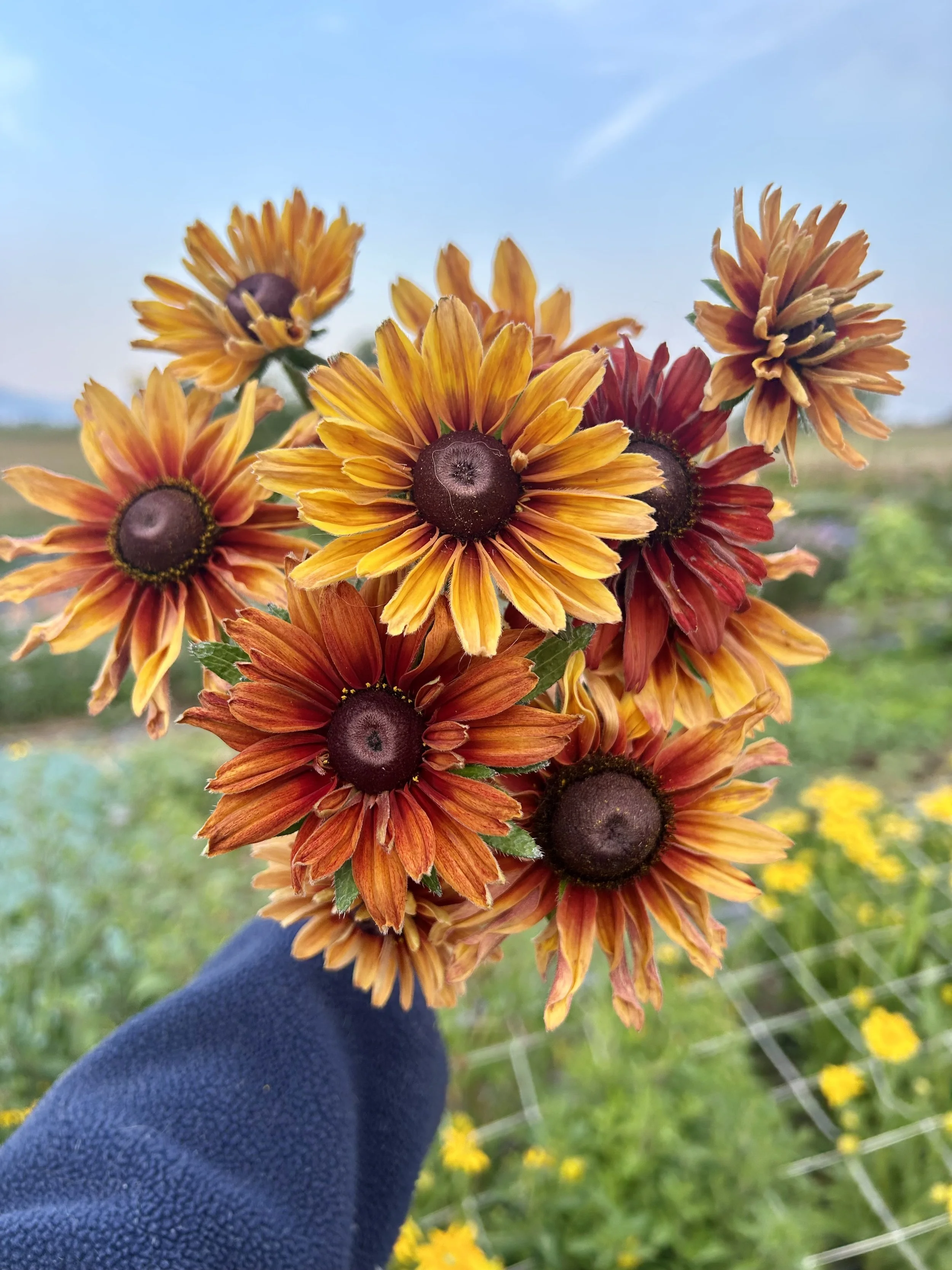 Rudbeckia Sahara - 6 available