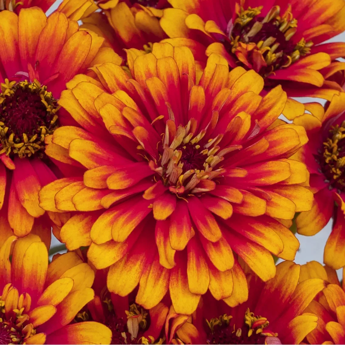 70021363-flower.jpg.webp