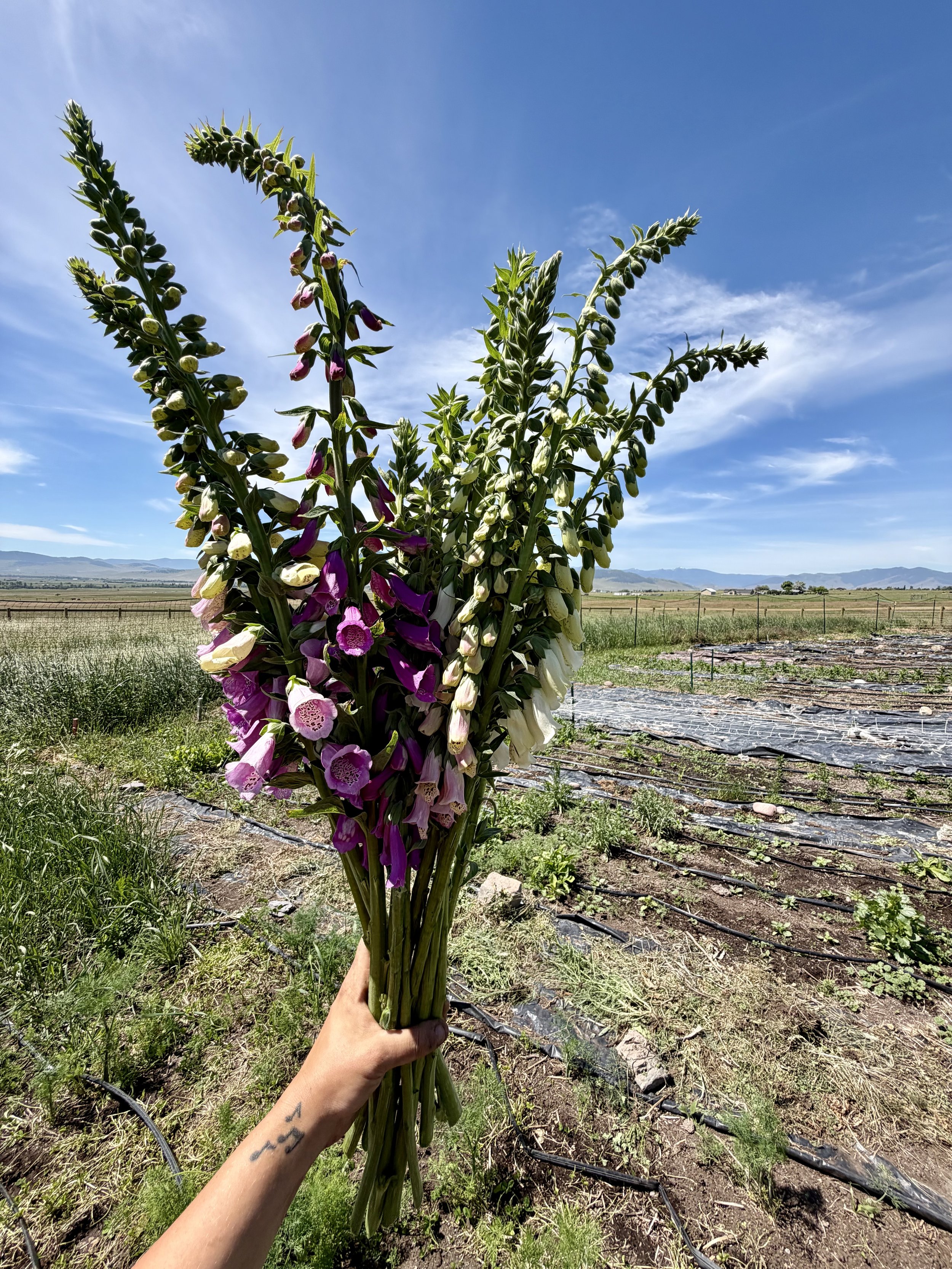 Foxglove Mix