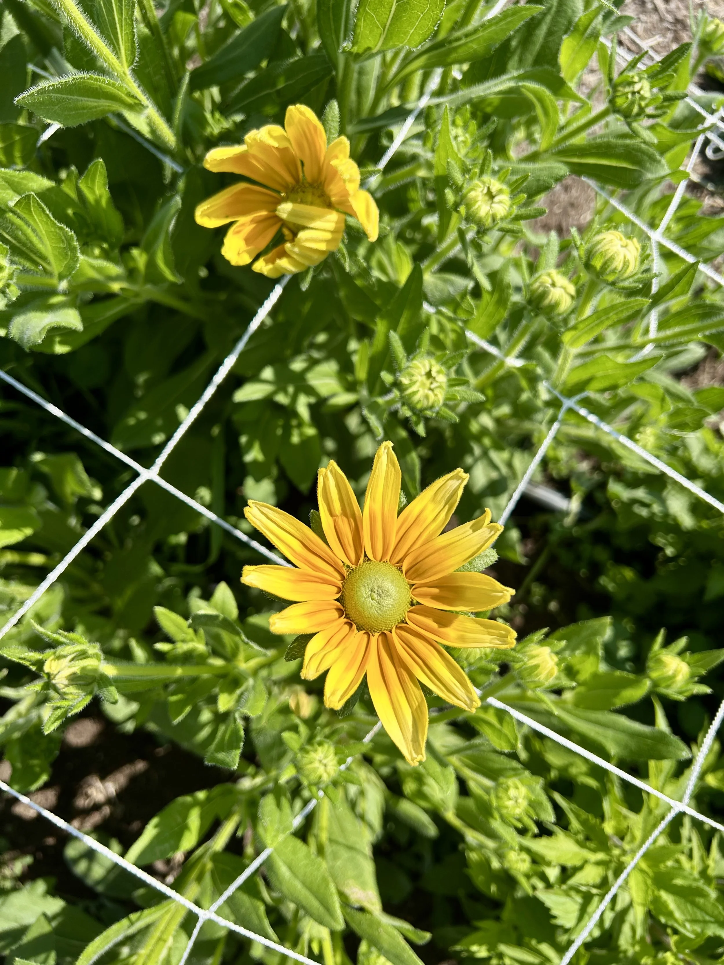 Rudbeckia Prairie Sun - 6 available