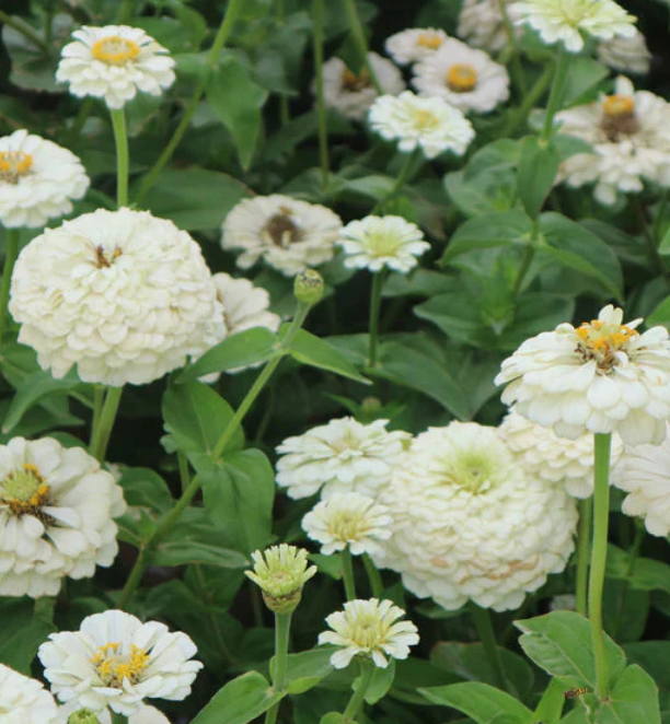 Oklahoma White Zinnia.png