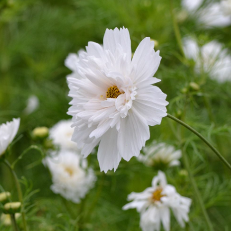 Cosmo Double Click Snow Puff - 8 available