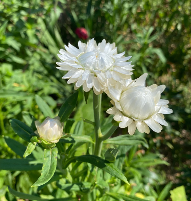 Strawfloweer Vintage White2.png