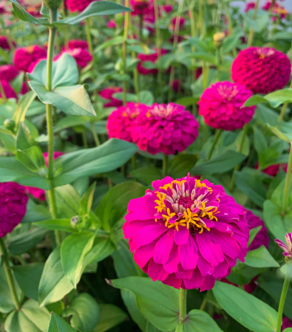 Oklahoma Carmine Zinnia.png