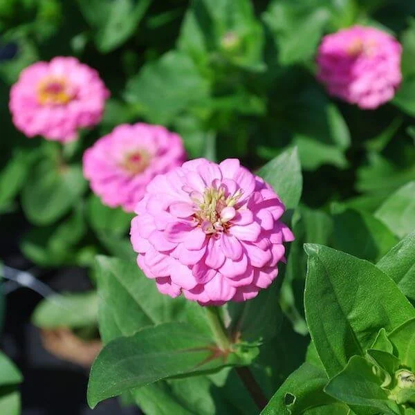 Zinnia-Oklahoma-pink-600-72dpi.jpg