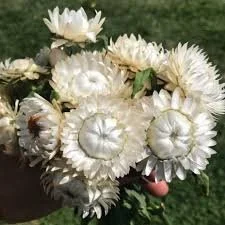 Strawflower Vintage White.jpg