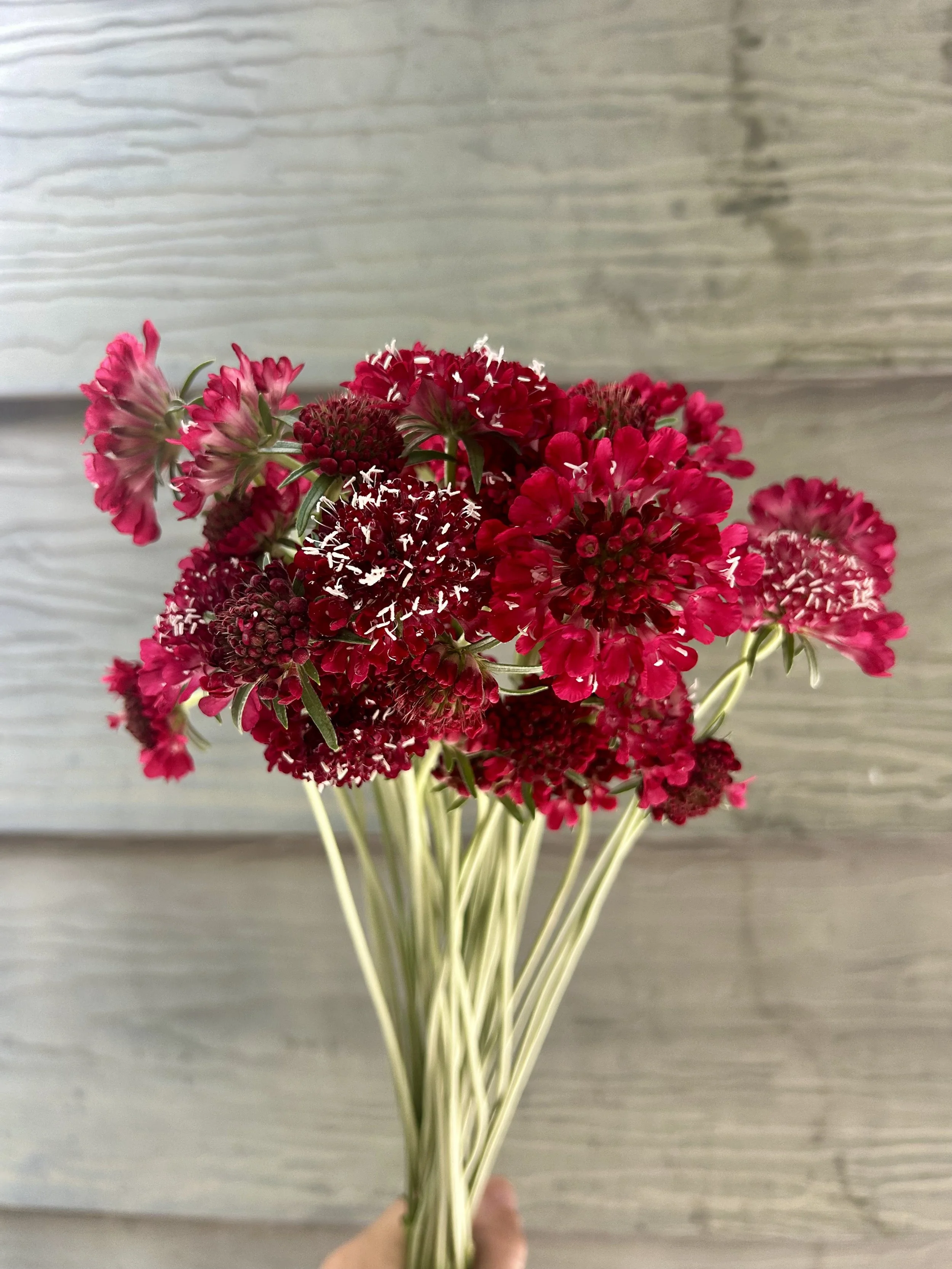 Scabiosa Fire King - 12 available