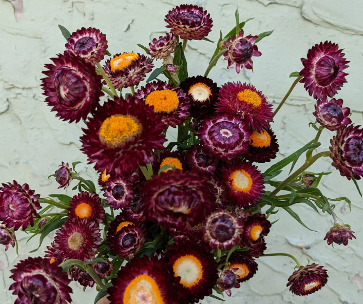 Strawflower Purple Red - 6 available