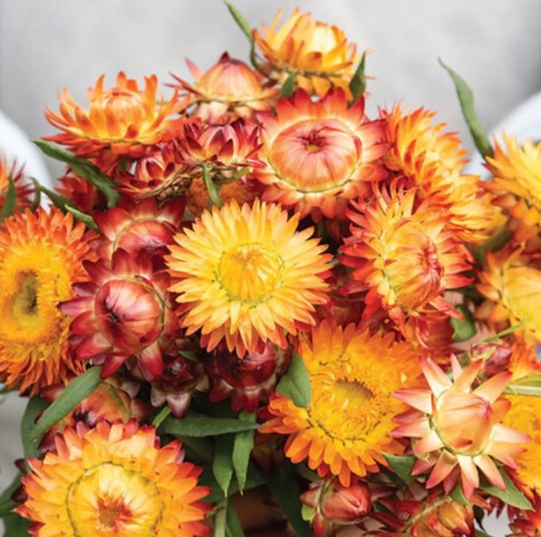 Strawflower