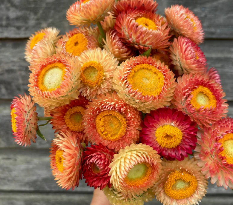 Strawflower Apricot/Peach Mix - 6 available