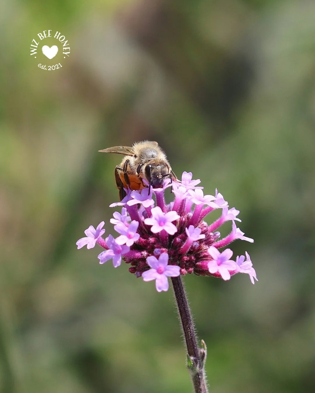 It&rsquo;s National Wildlife Day! A good day to step back, take a deep breath and appreciate about all that surrounds us. Today, and every day, I admire and appreciate what our pollinators do for us - and so should you! Here are some beautiful photos