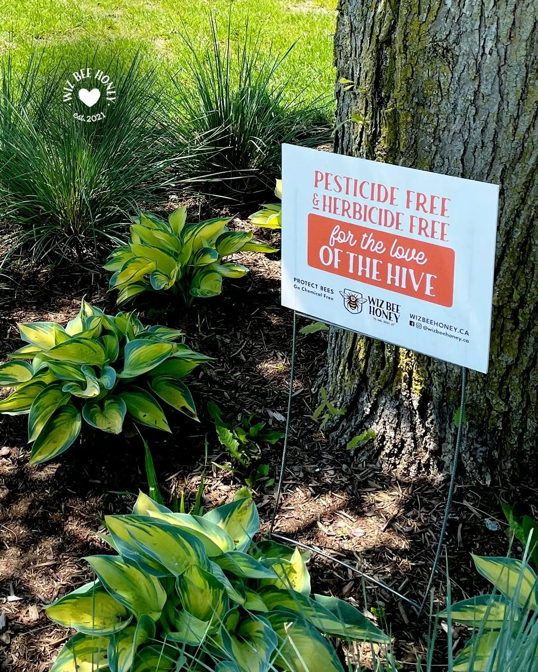 Gardening season is almost here! Before you dive into your Spring yard clean up - consider our bees. 🐝 Give these tips a read ⬇️
.
.
.
.
.
#wizbeehoneyca #springcleanup #beefriendly #beefriendlygarden #fortheloveofthehive