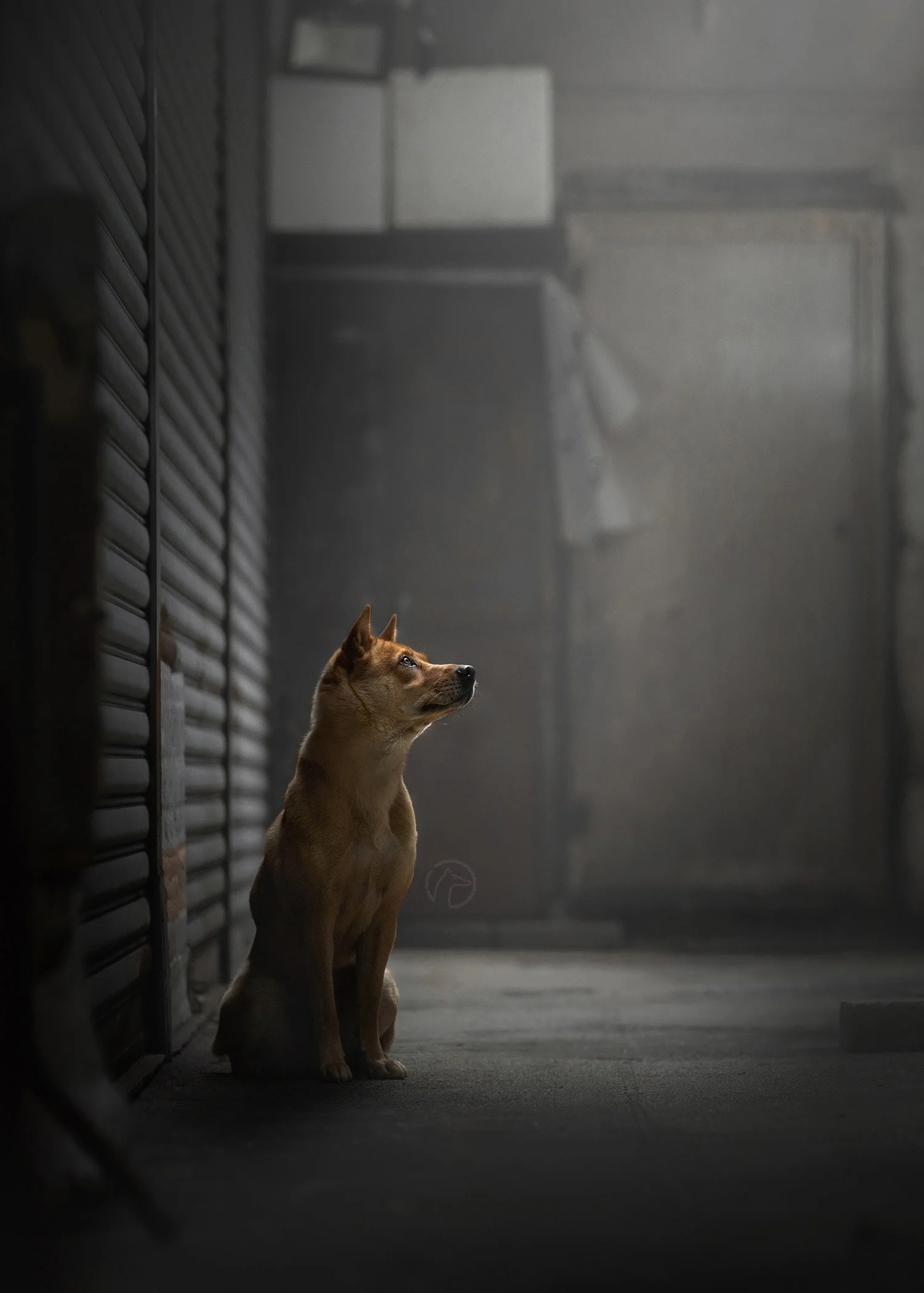 Hounds of Hong Kong Awardwinning dog photography