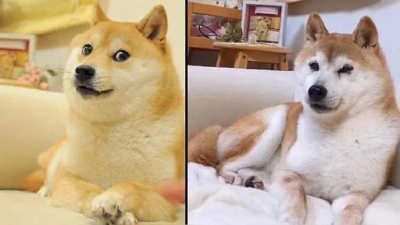 Dogecoiners Organize Trip To See the Doge From the Doge Memes (Say That Ten Times, Fast)