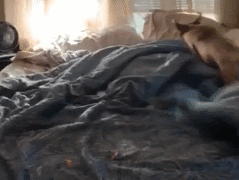 The Good News Catalogue (Pt. 8): Three Pieces of Positive News That’ll Give You the Zoomies