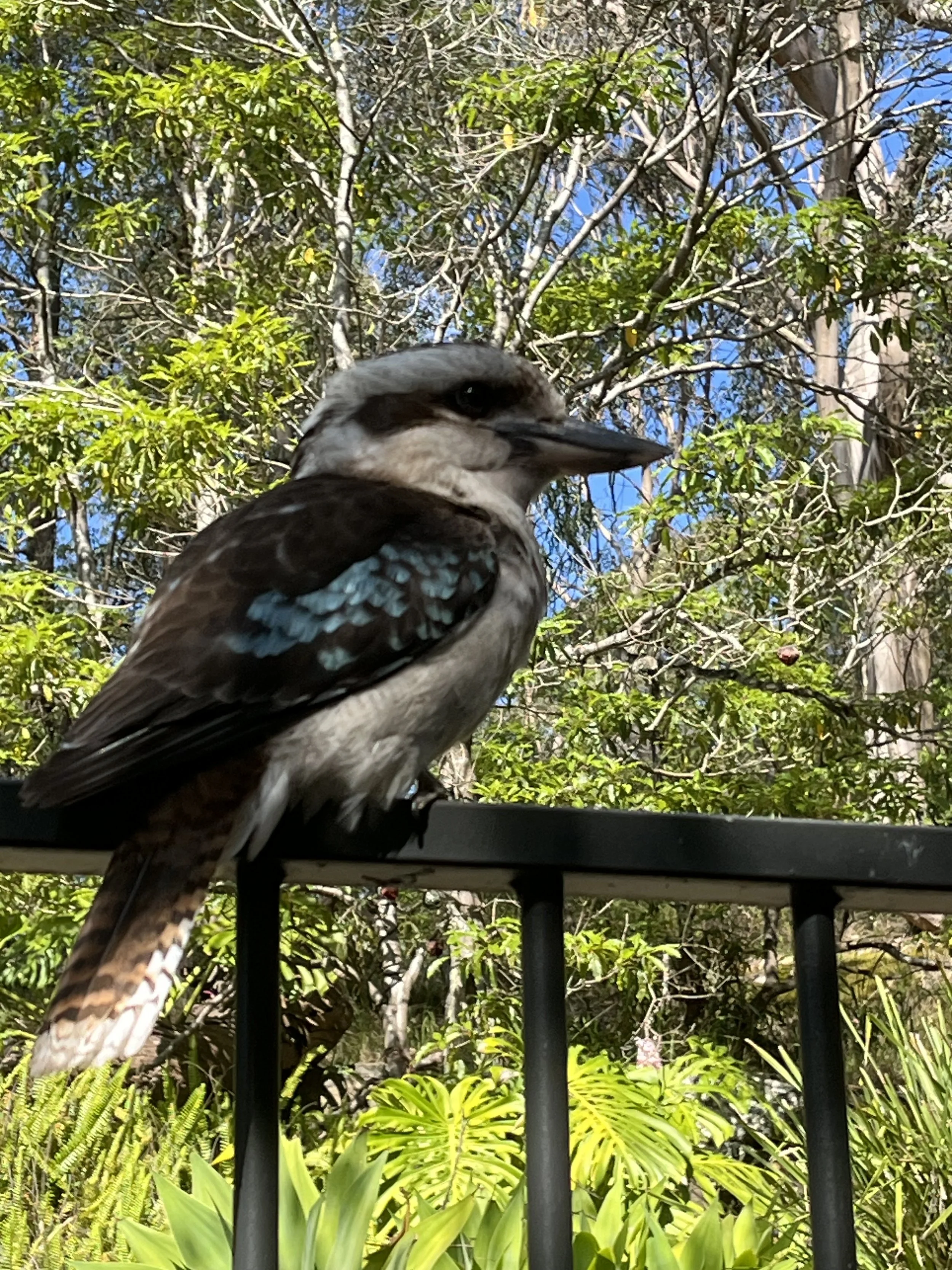 Kookaburra.jpeg