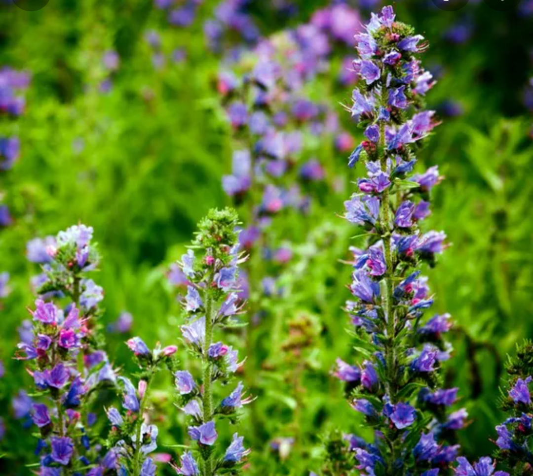 Hyssop.png