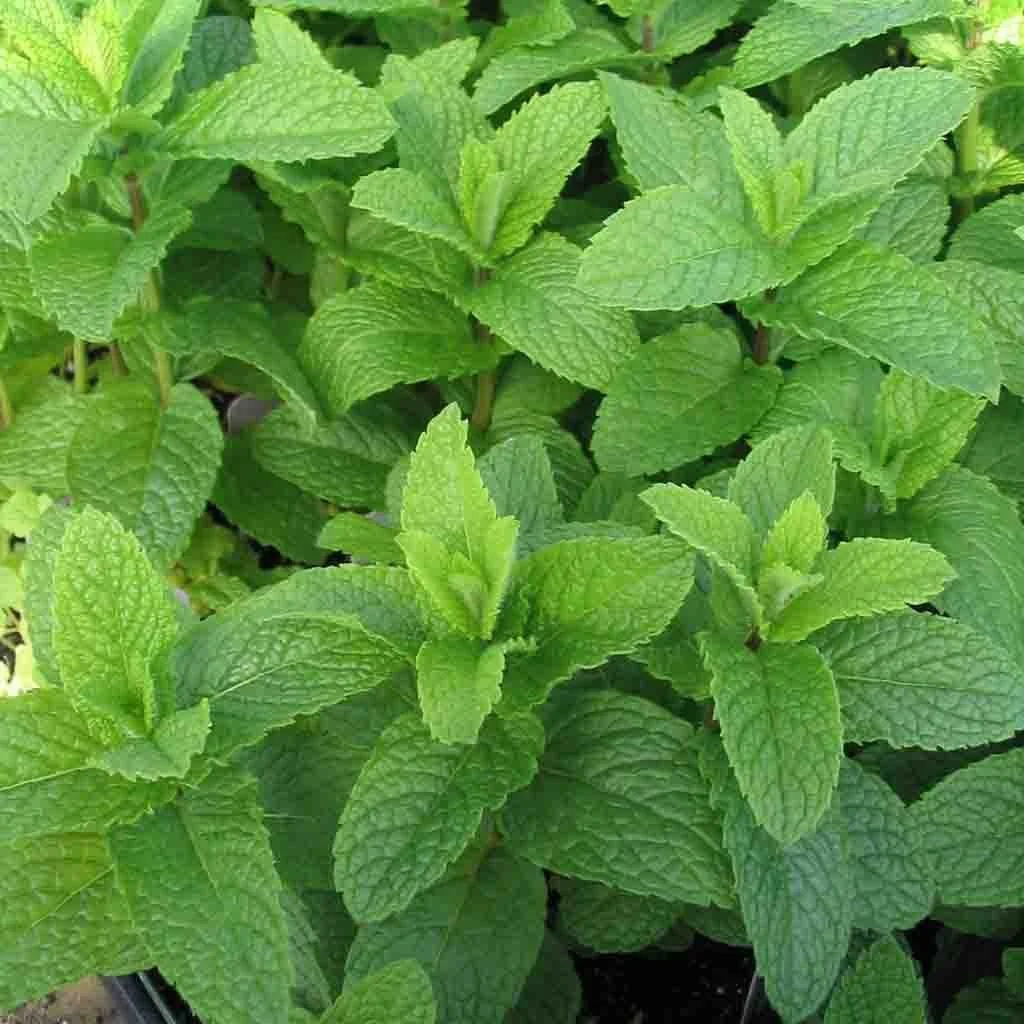 Spearmint plant.jpg