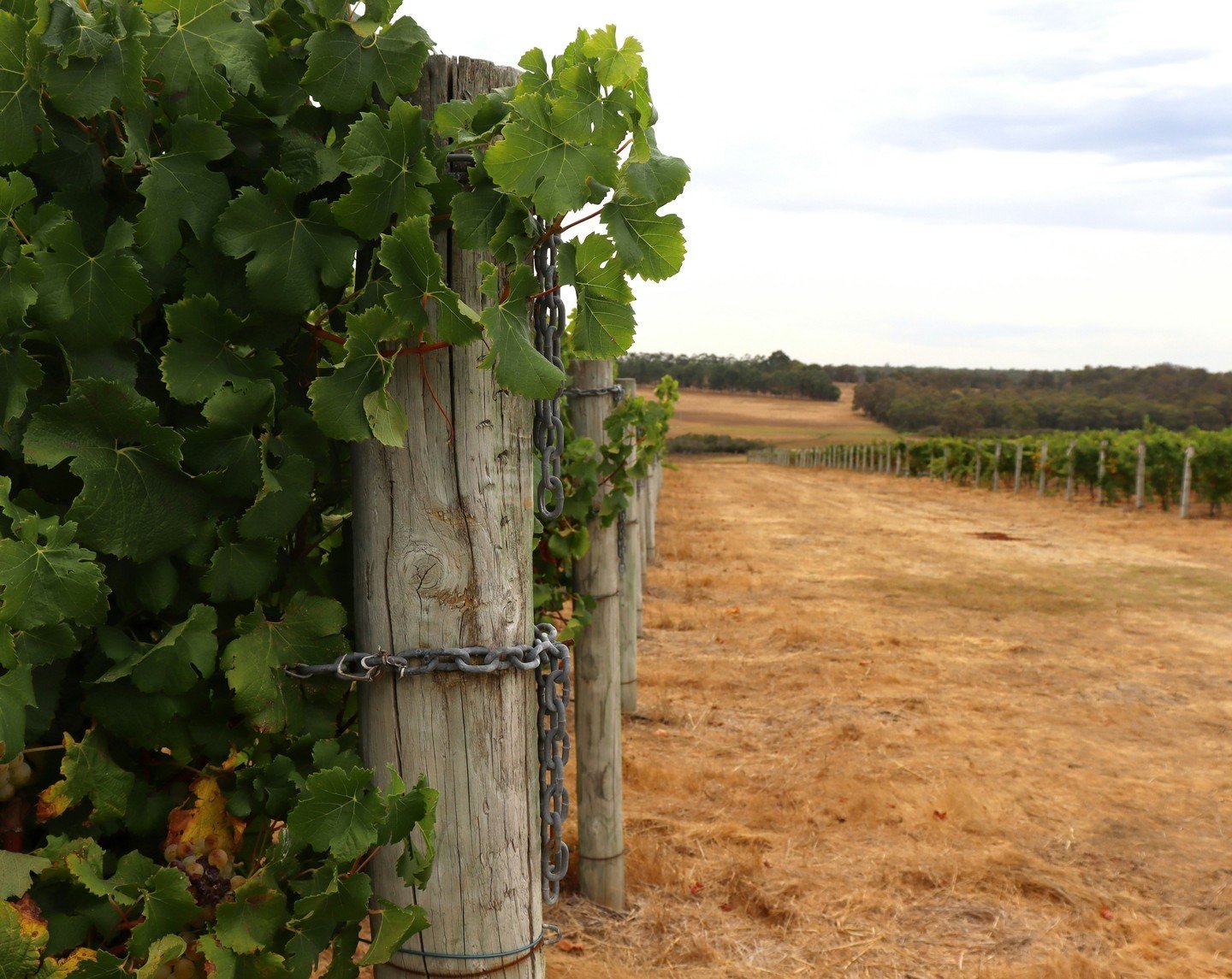 Franklin Tate Estates are committed to producing simple, pure traditional wines.

We are intent on sustaining the integrity and beauty of the Margaret River region.