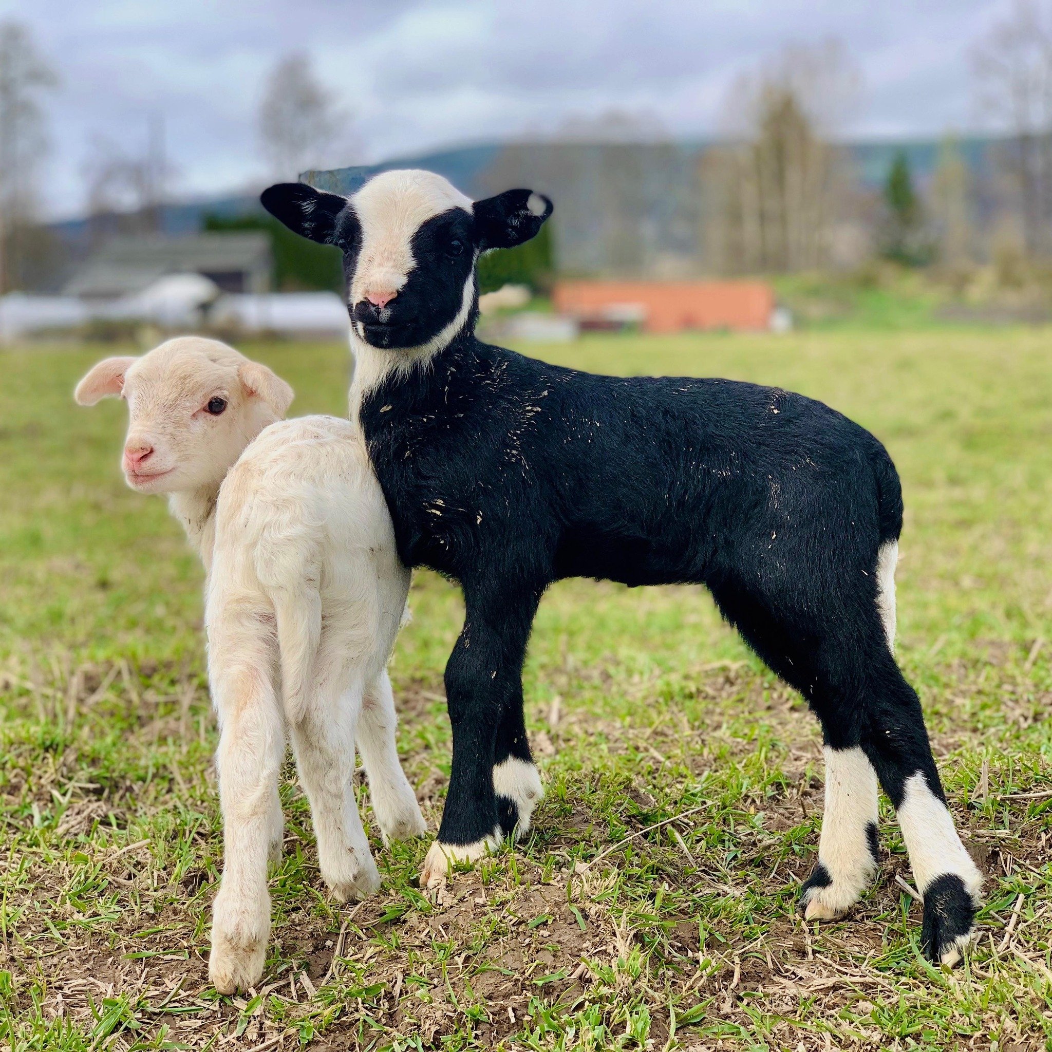 Save the date! Sprouts Festival on June 15th from 10am - 3pm will feature a bummer lamb petting area hosted by Big River Farms, goat yoga, Reach for the Stars dance performances and lots of great educational kids activities! 

Live music, food trucks