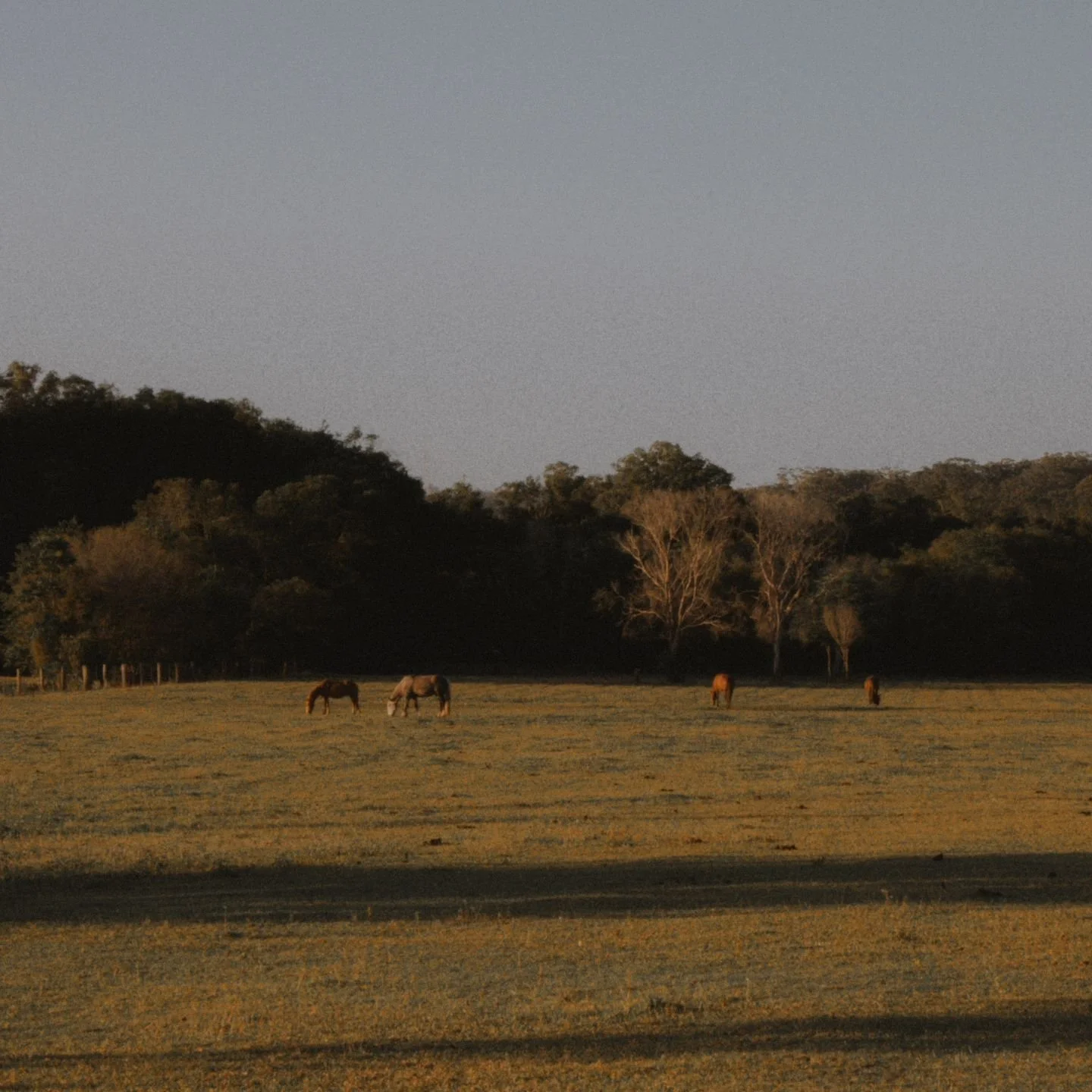 I much prefer sunsets over sunrises. 
How the sun casts long shadows and everything feels warm, how the clouds turn pink and how it's like a reminder that there's beauty even when things come to an end

A collection from my camera roll 🌅✨️

#fmspad2