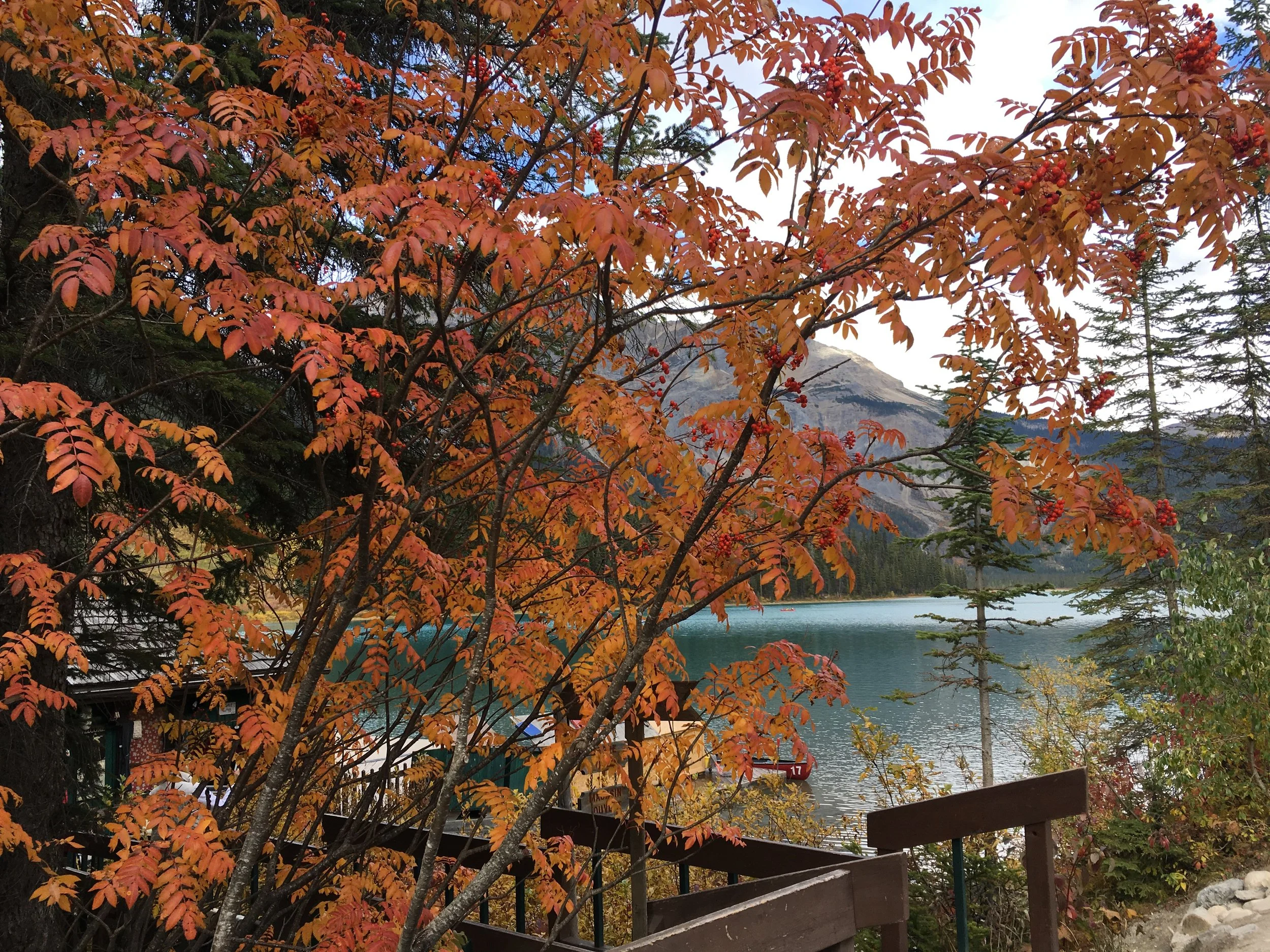 Canada Maple During Fall.JPG
