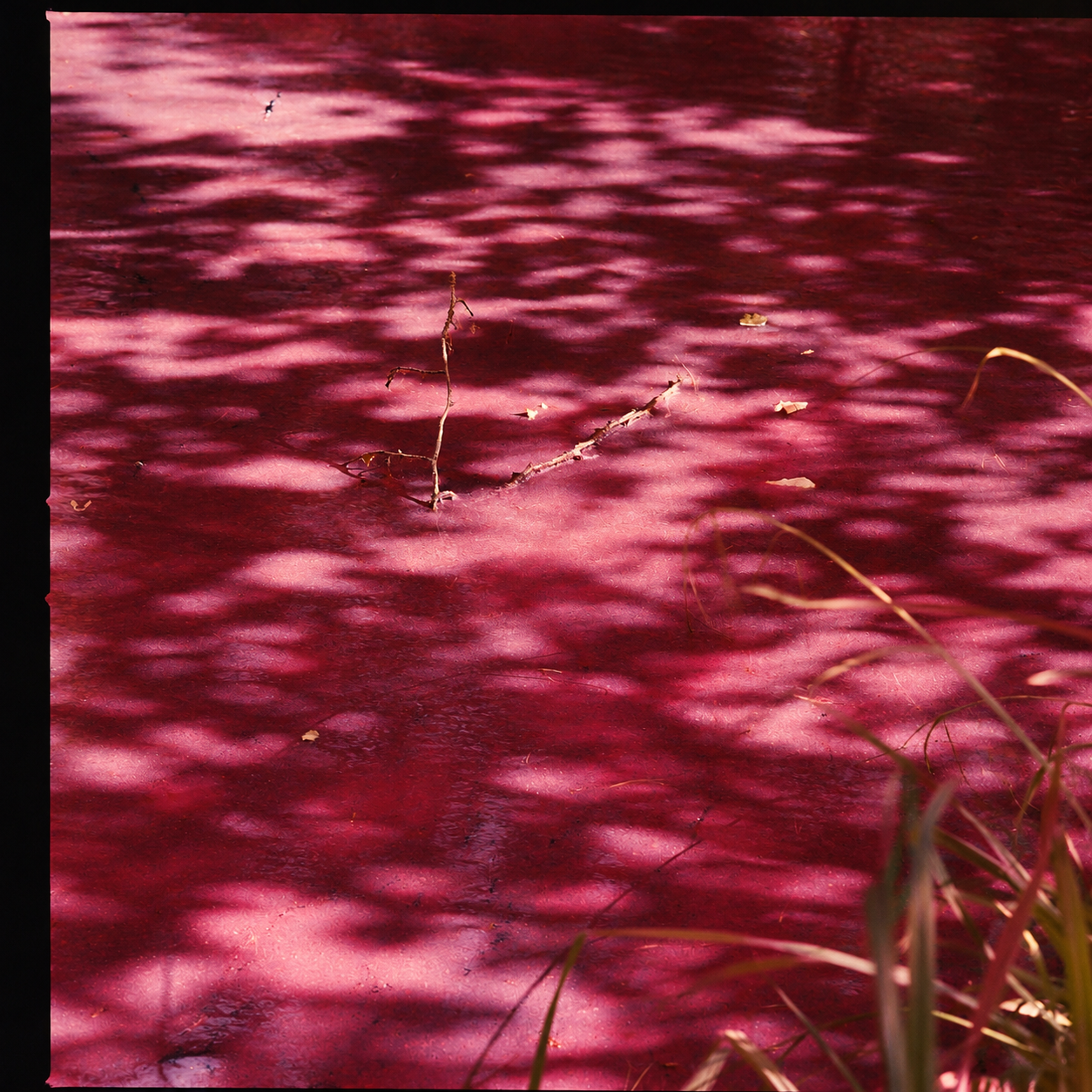 Dreamy Magenta Pond Reflections.png