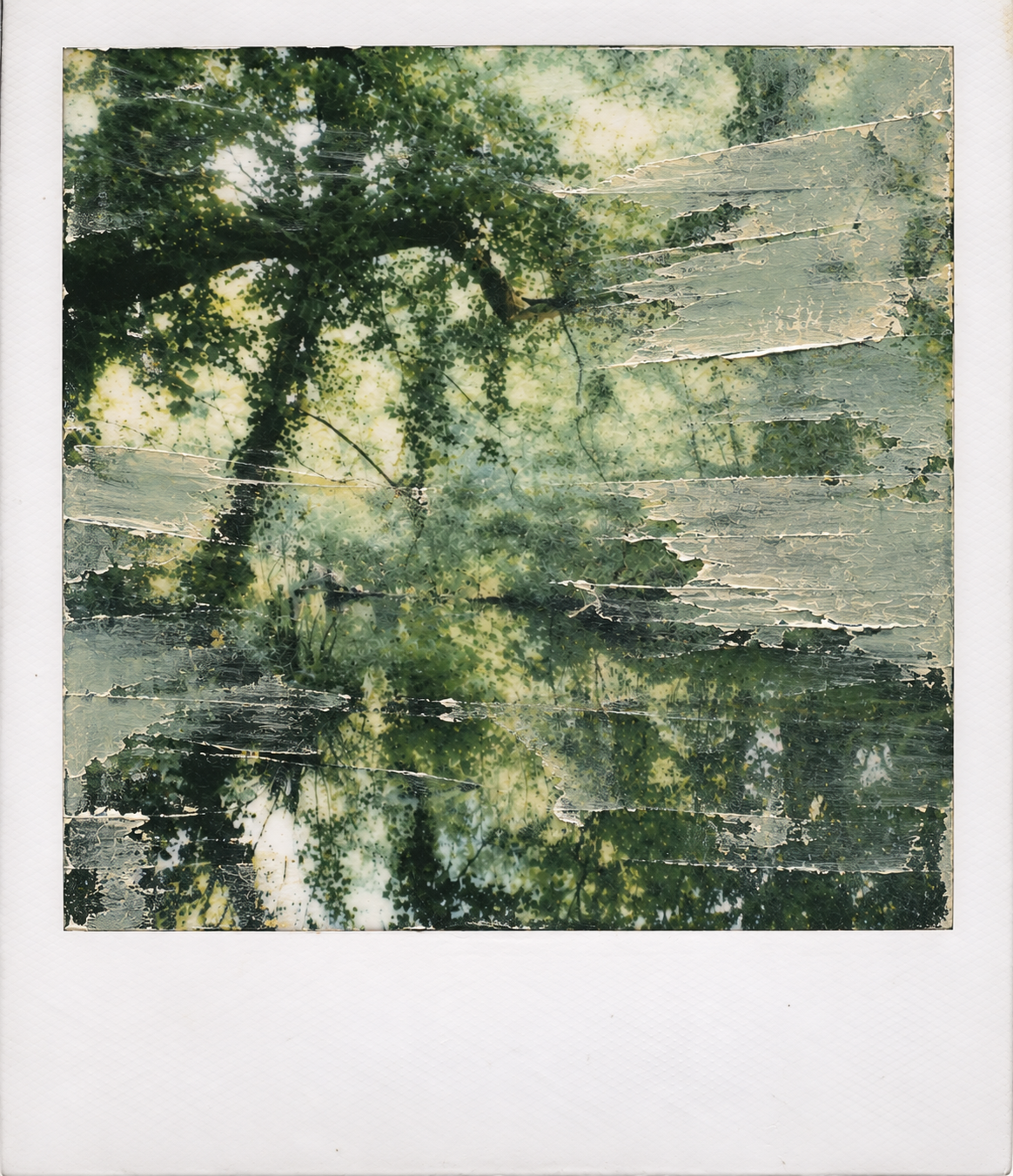 Scraped Woodland Reflections Polaroid.png
