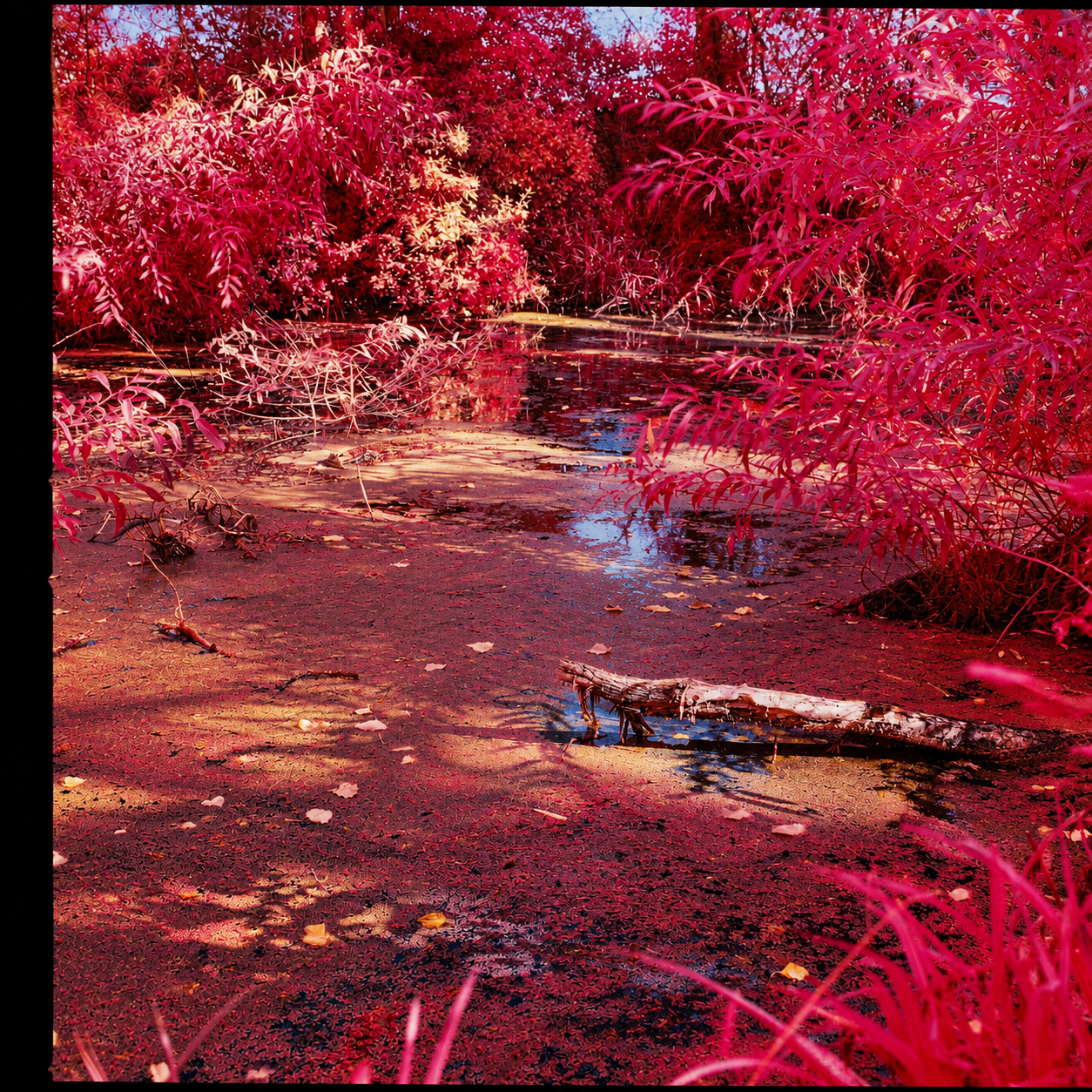 Dreamlike Magenta Autumn Pond.png