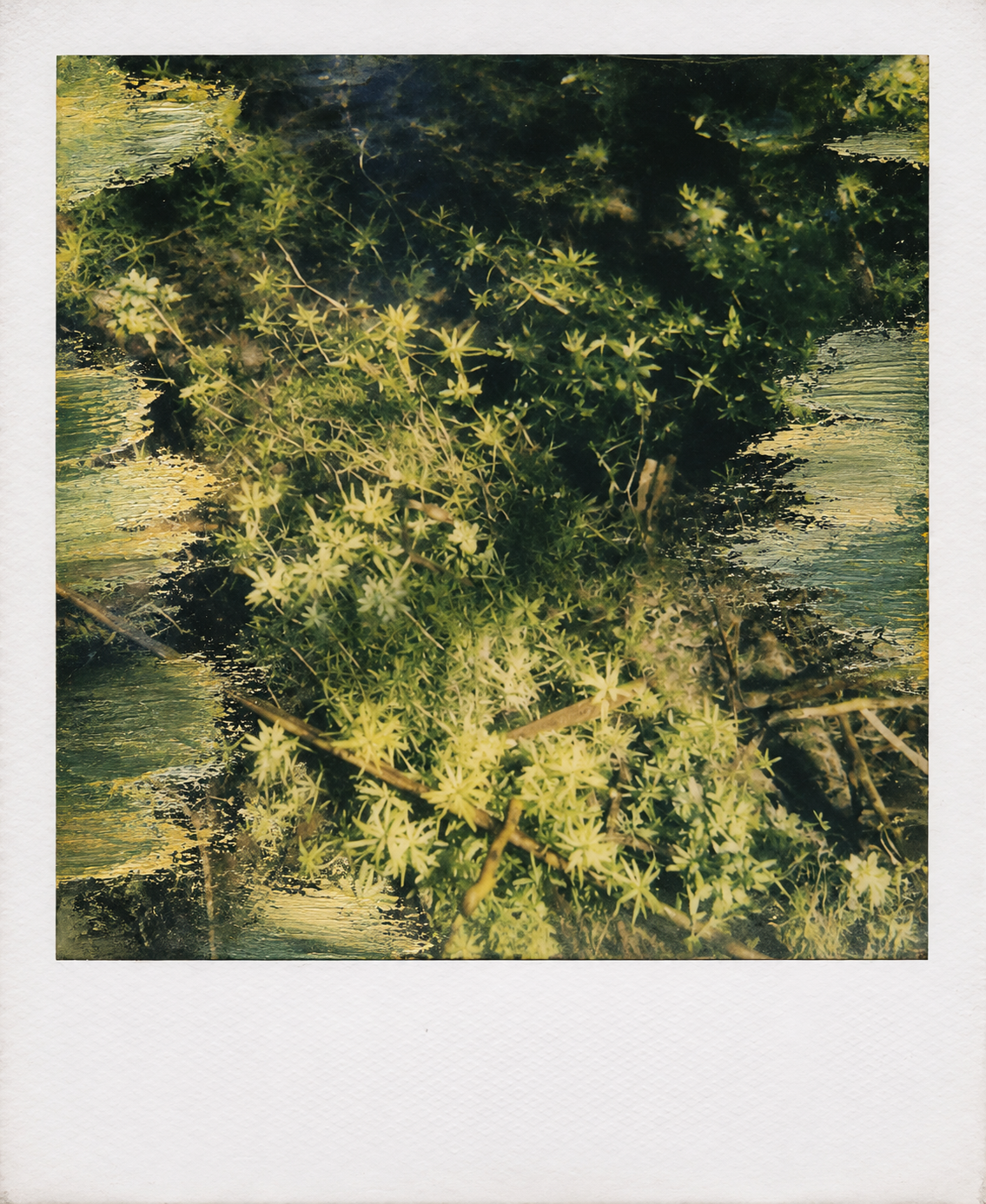 Mossy Starburst Polaroid Study.png