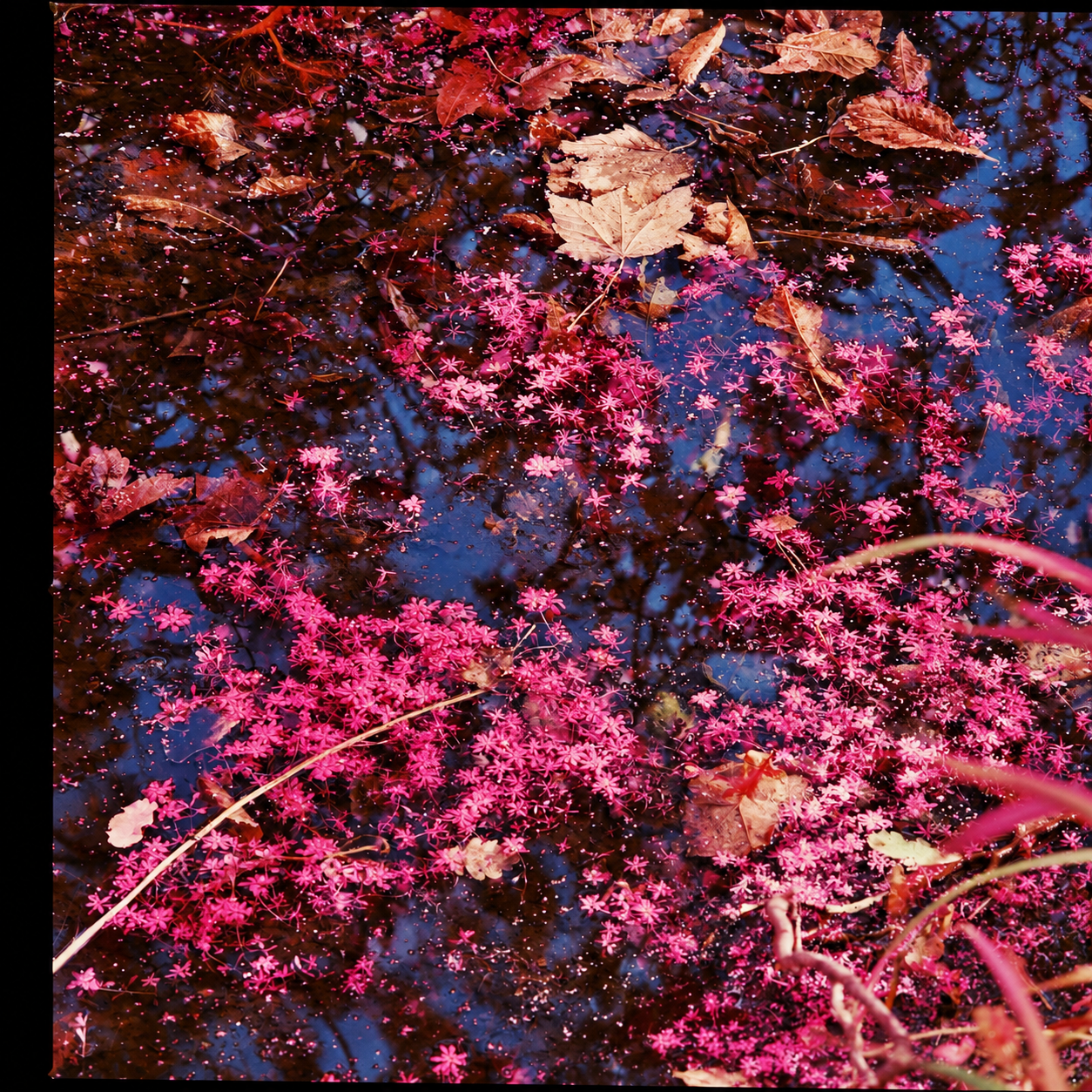 Pink Blossoms on a Reflective Autumn Pond.png