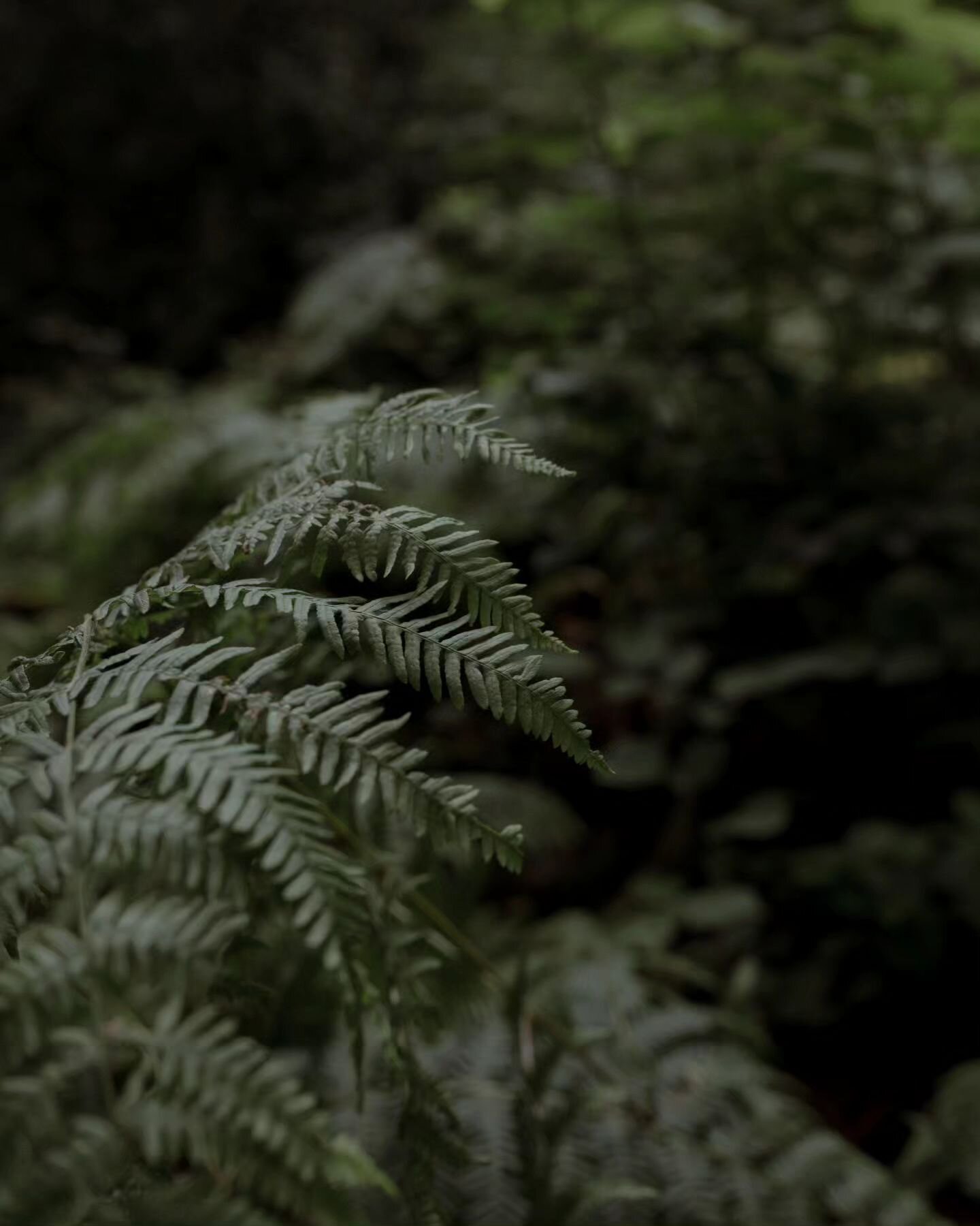 Beyond its soft, whispy charms the fern holds insights into evolution's tapestry.

With each frond's unfurling, it hints at eons of adaptation and the delicate dance between form and function - as a designer, and photographer this is a dance I know i