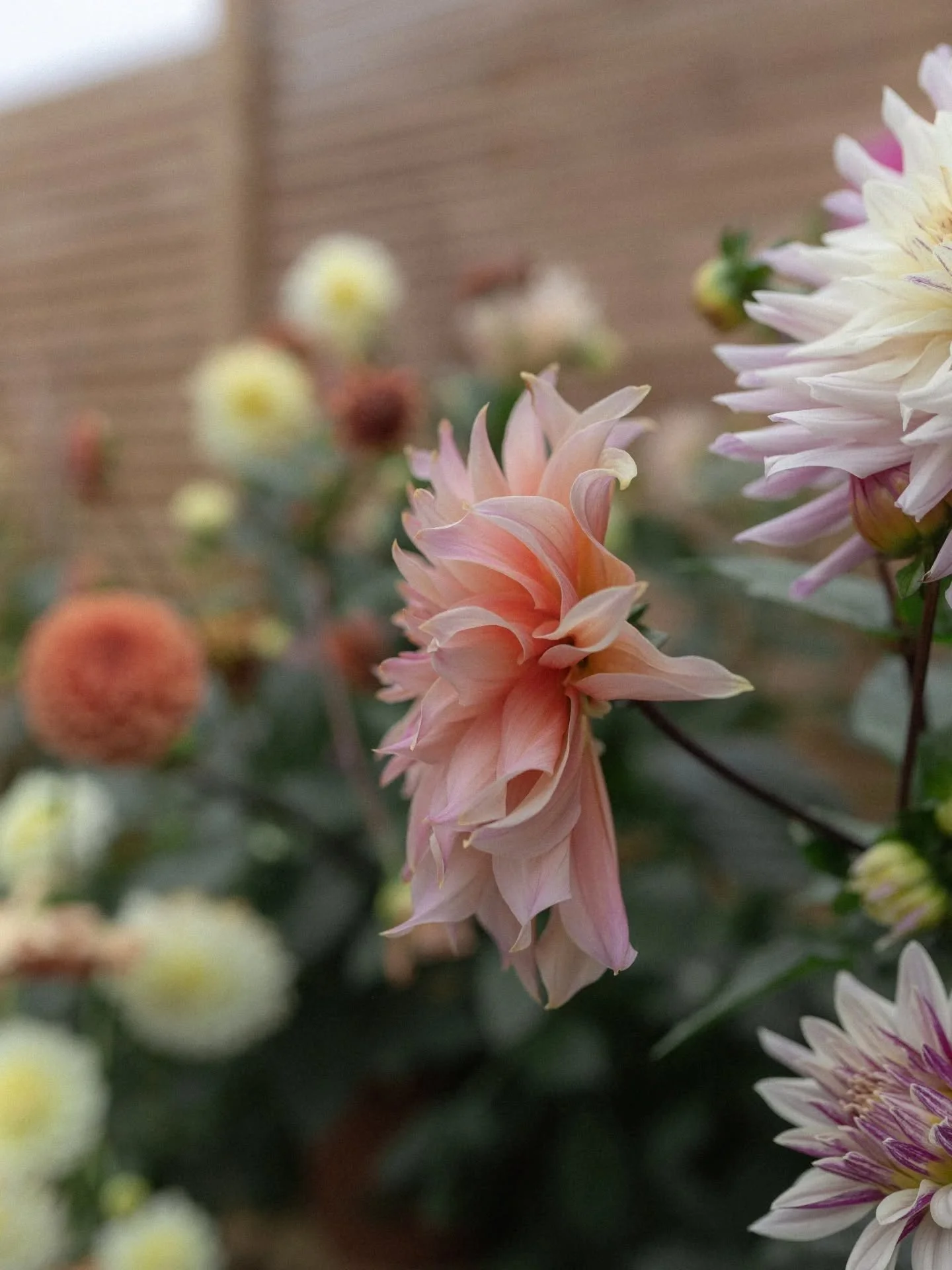 Found this photo of my dahlias from mid-October, still so beautiful. I can&rsquo;t even be mad at @farmergracy for rinsing my bank account when they provide what are, quite frankly, the best dahlia tubers in the world, ever, ever, ever.

Planting the