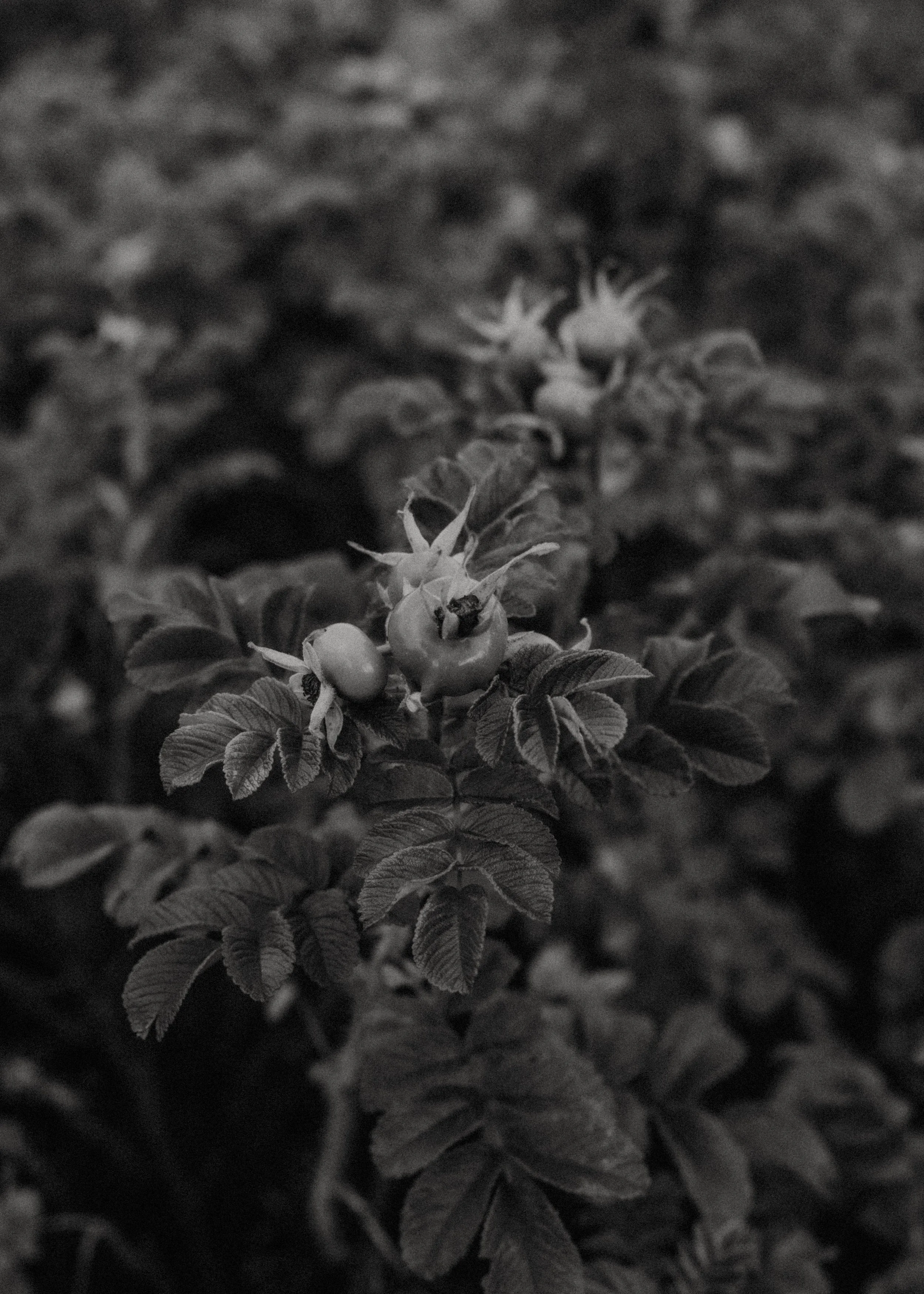 7U8C5558.jpg