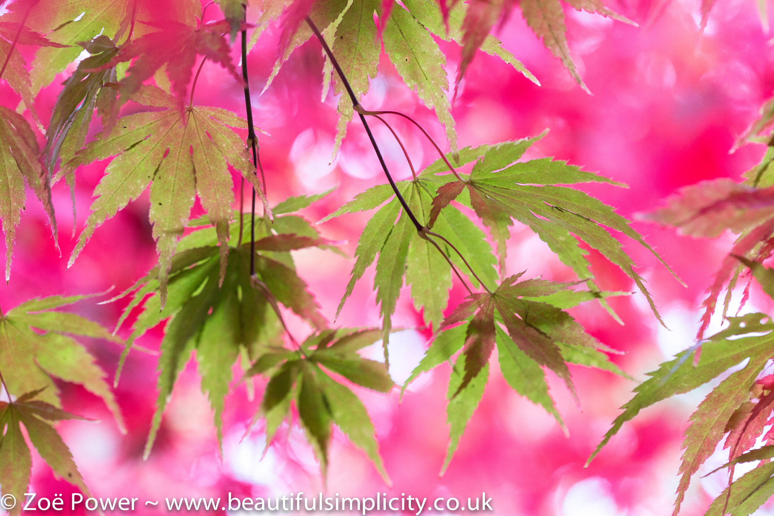Autumn colour at Westonbirt Arboretum by Zoë Power | Beautiful Simplicity