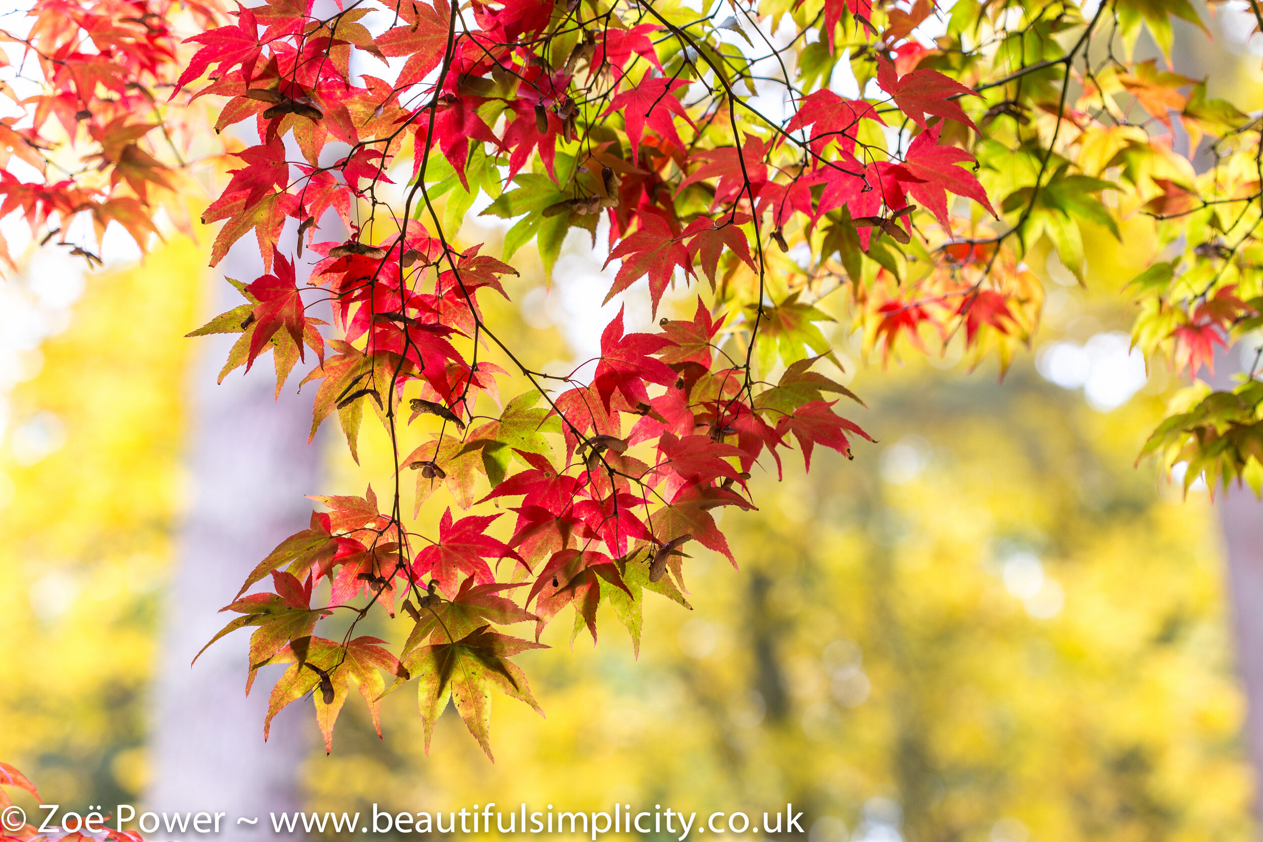 Autumn colour at Westonbirt Arboretum by Zoë Power | Beautiful Simplicity