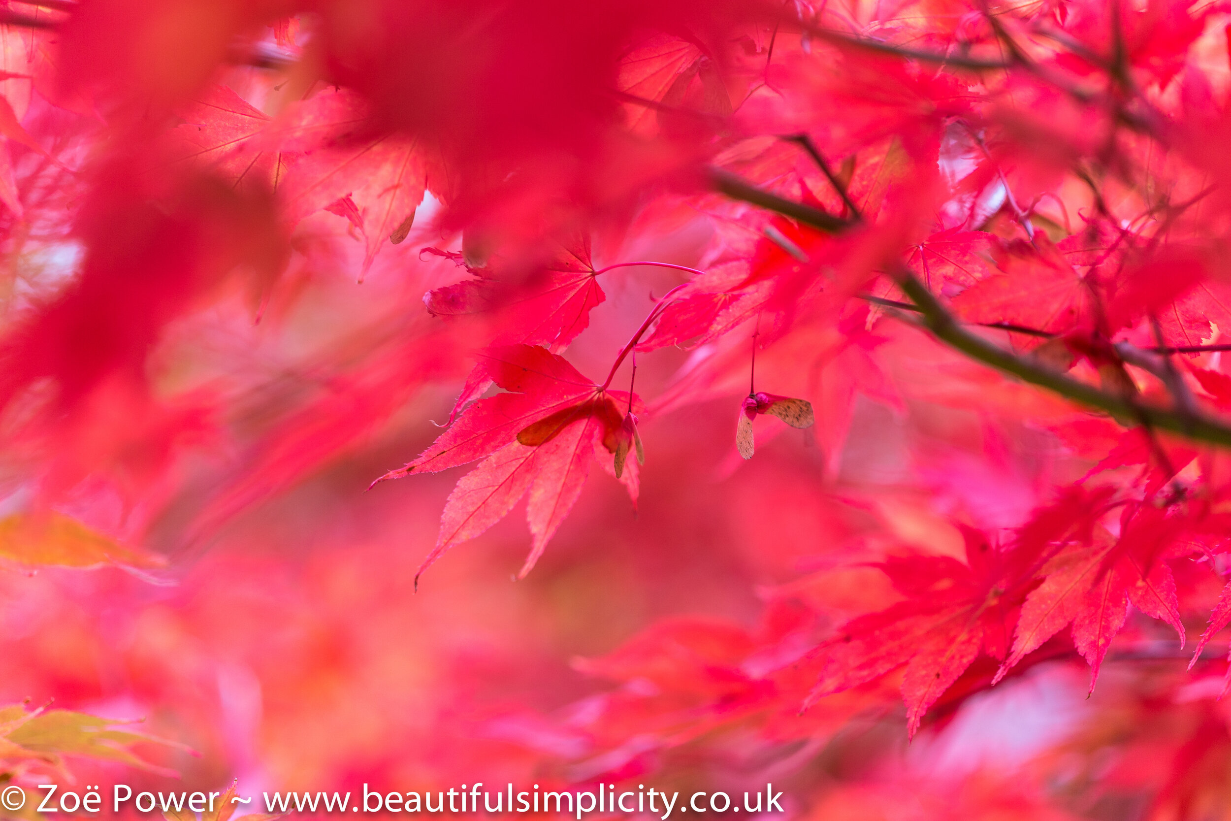 Autumn colour at Westonbirt Arboretum by Zoë Power | Beautiful Simplicity