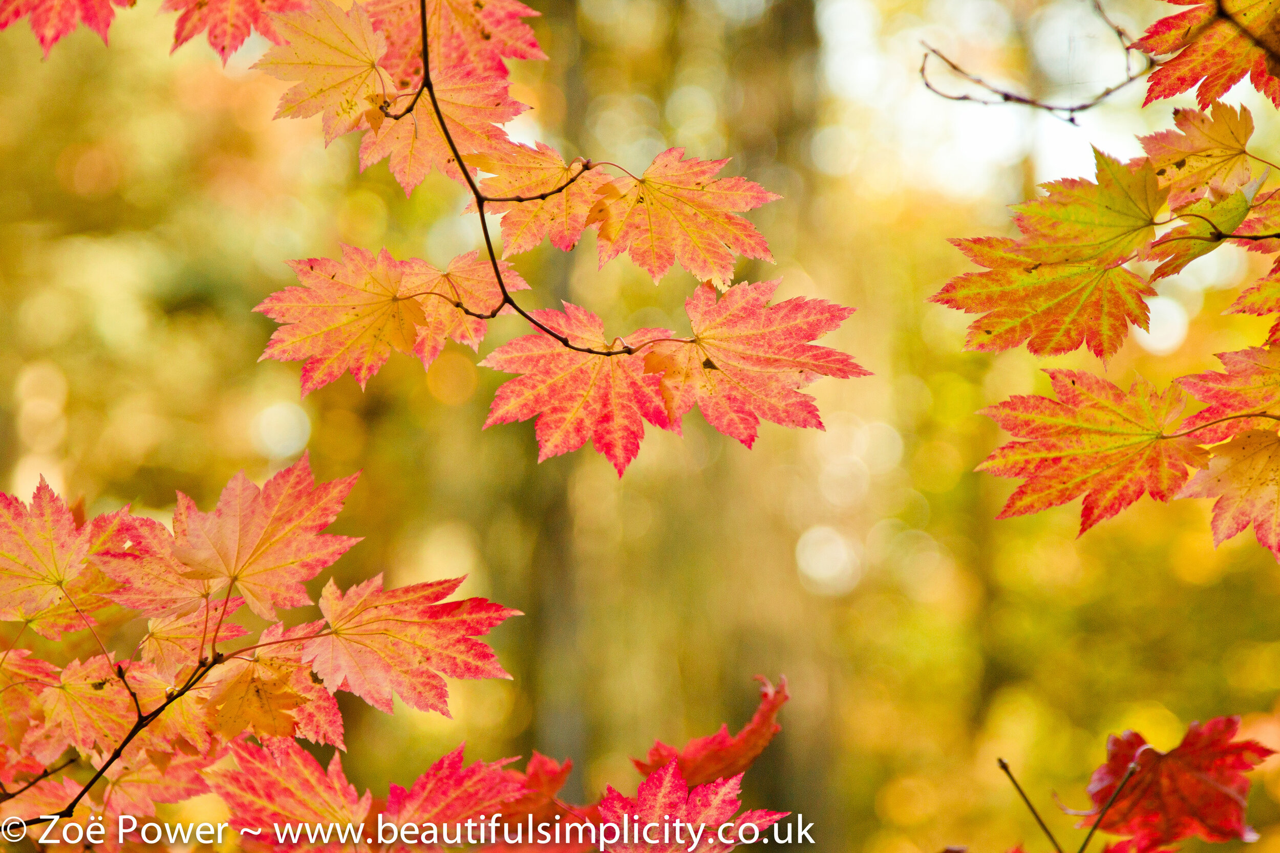 How to get background blur in your photos by Zoë Power | Beautiful  Simplicity