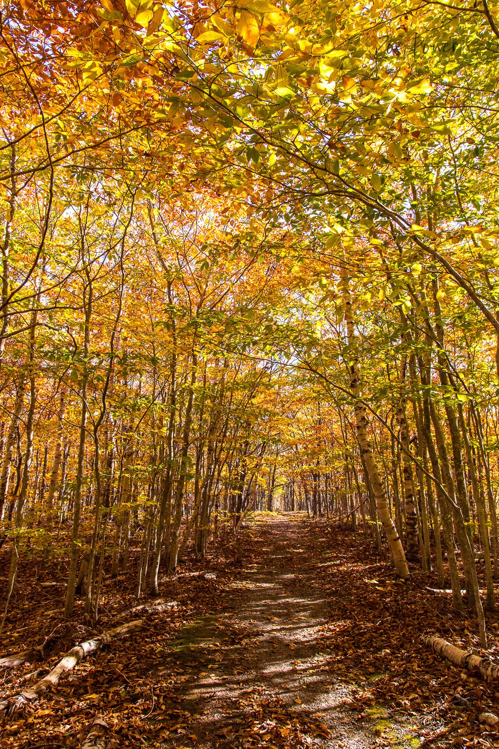 Walking the red carpet in Acadia National Park